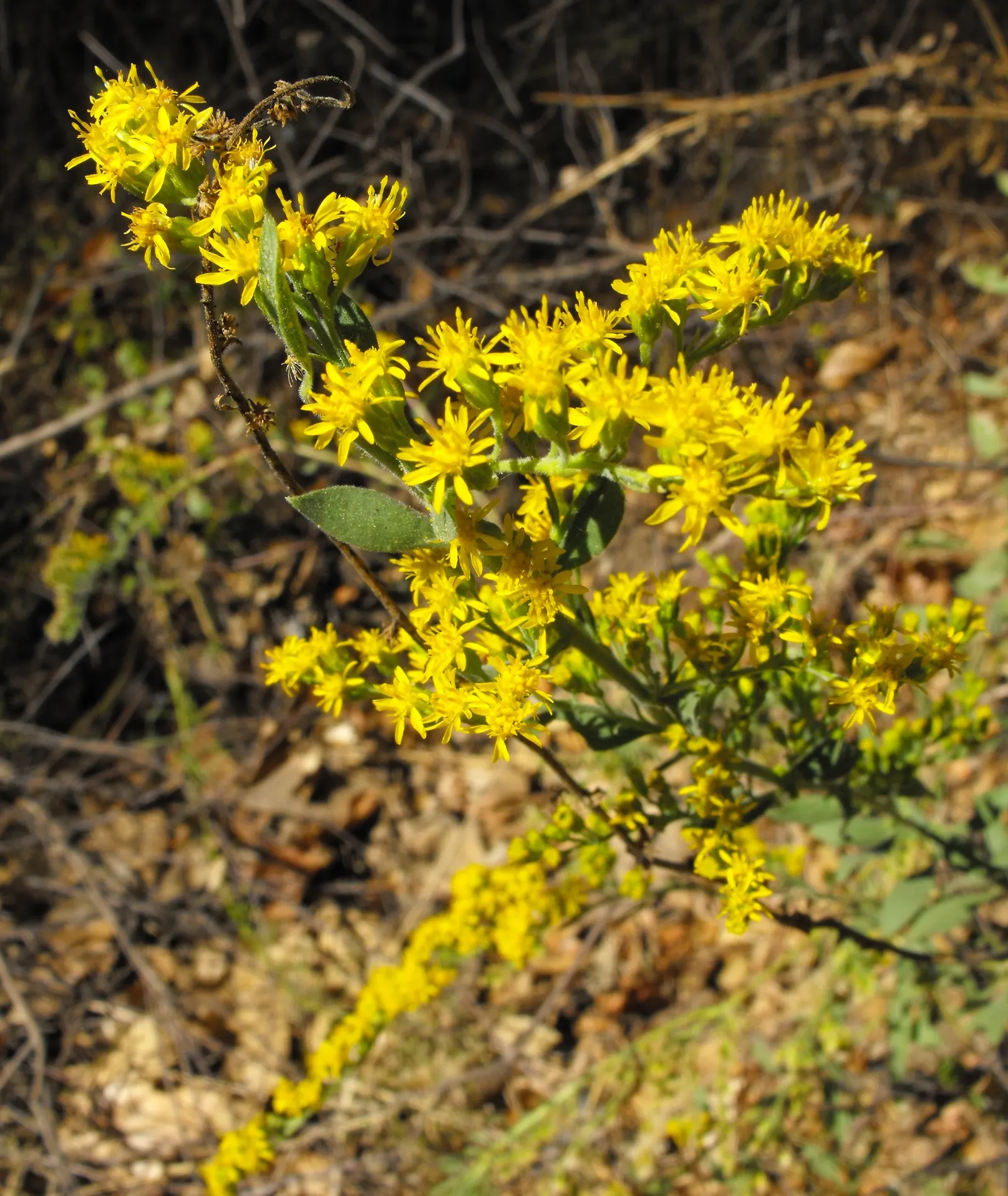 California Goldenrod (Solidago Californica) — is an herbaceous perennial known for its radiant yellow flower spikes that bloom late summer to fall