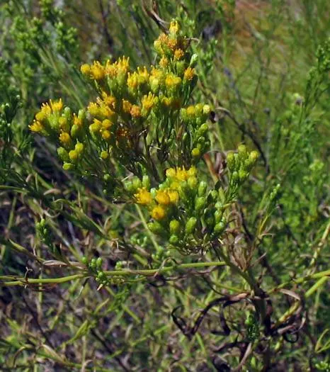 California Goldenrod (Solidago Californica) — This North American native typically reaches 2 to 3 feet in height and can spread about 2 feet wide
