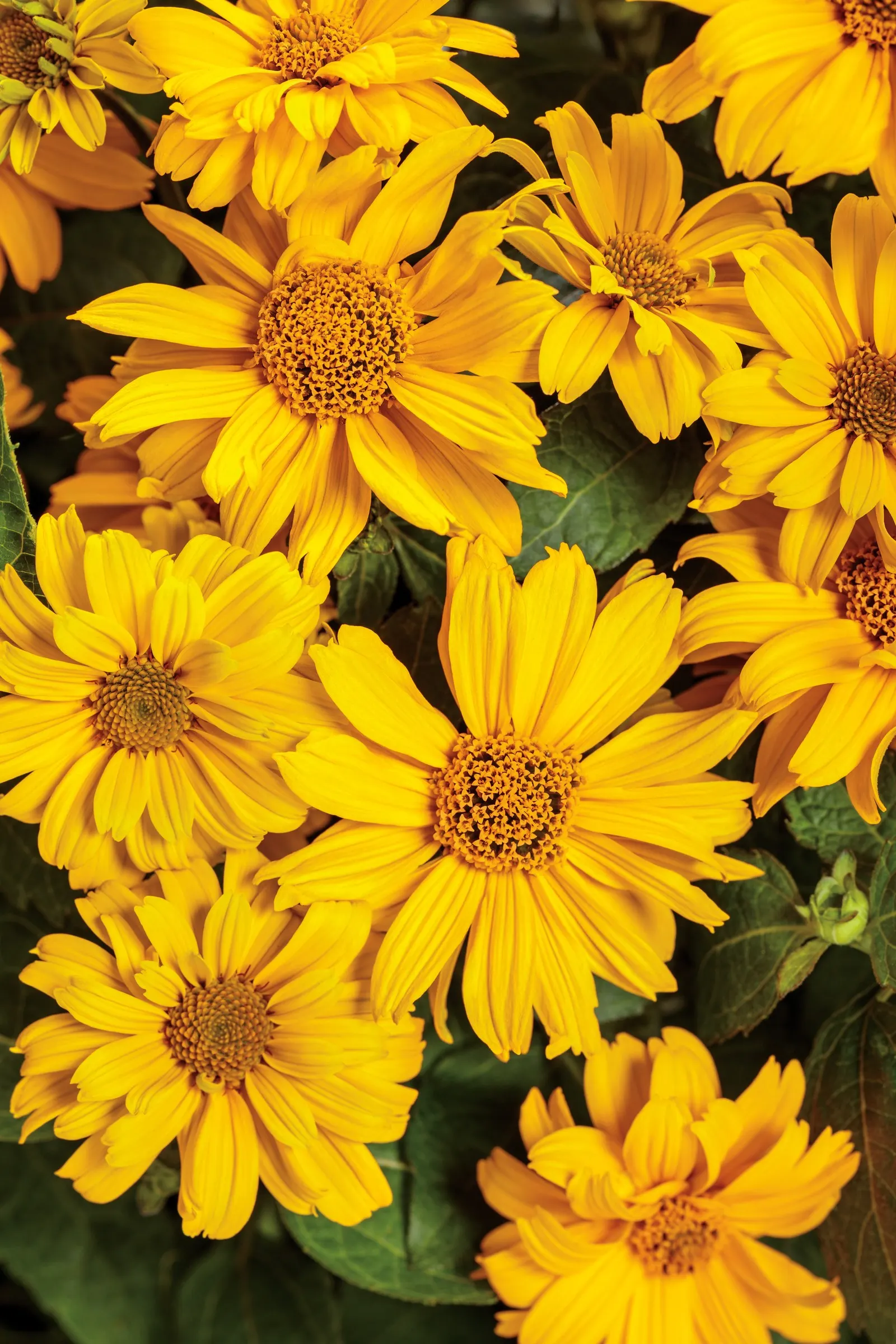 Athena Gold® False Sunflower (Heliopsis helianthoides) — The Heliopsis helianthoides 'Athena Gold' is a compact false sunflower with sunny yellow