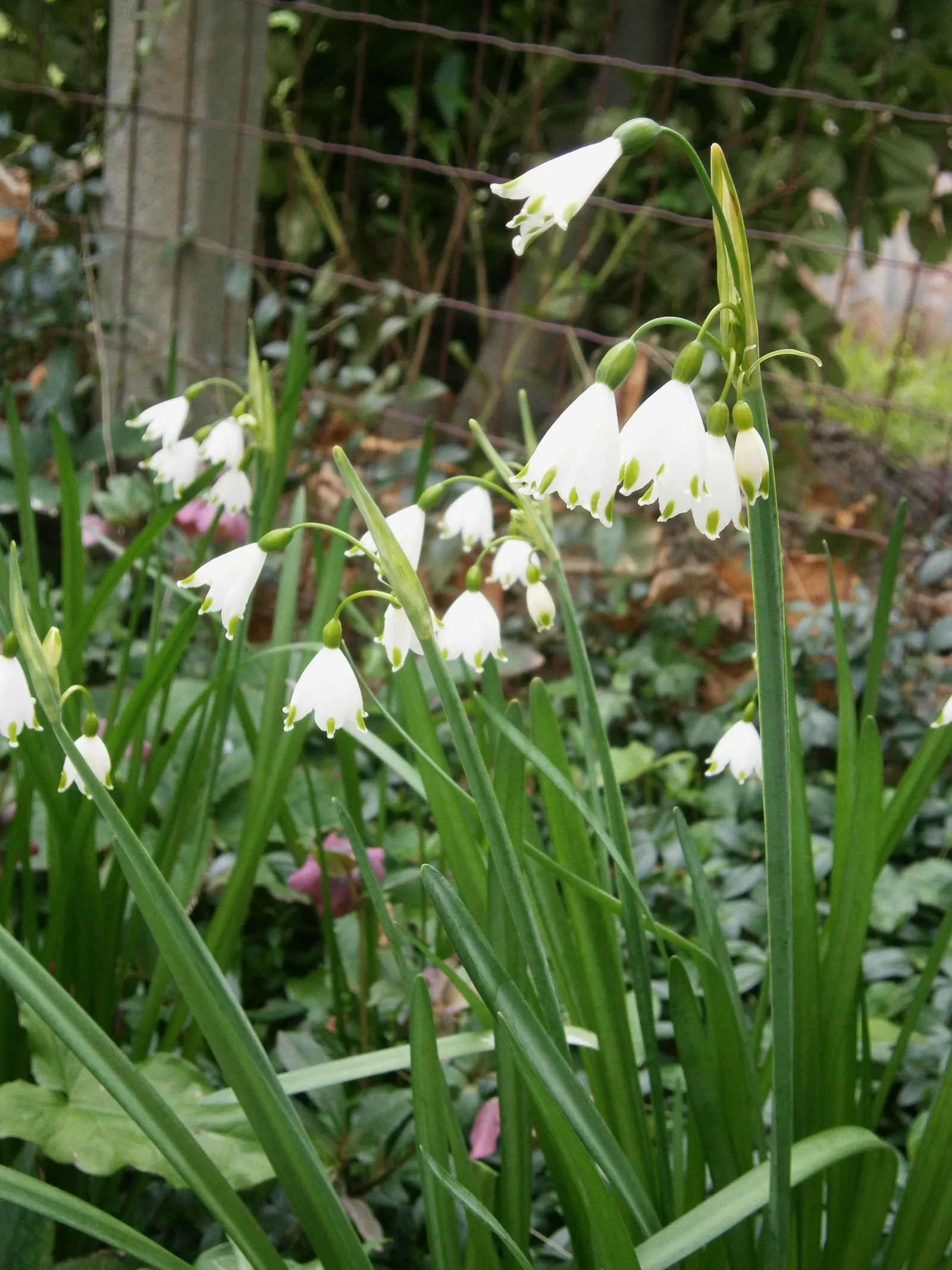 Snowflake Lilly (Leucojum Aestivum) — They are ideally situated along borders, in woodland gardens, or naturalized in grassy areas; the elegant Snowflake Lily