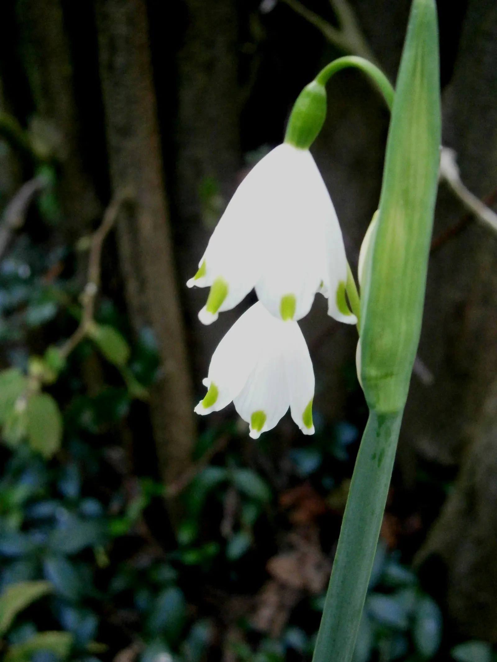 Snowflake Lilly (Leucojum Aestivum) — bulb for full or half; making it a delightful addition to both novice and advanced gardeners' designs