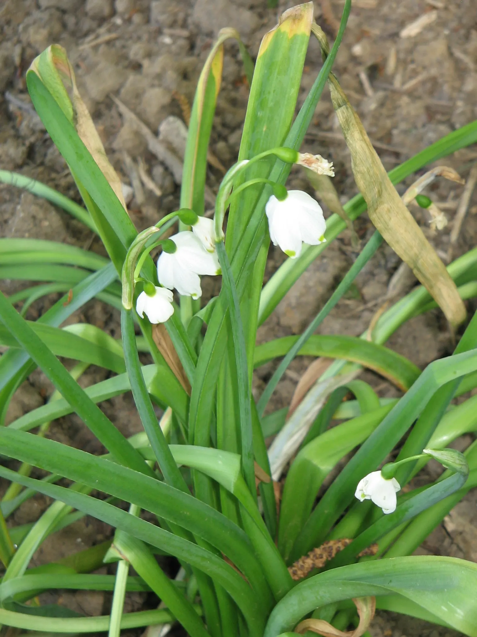 Snowflake Lilly (Leucojum Aestivum) — this plant thrives in areas with full sun to partial shade exposure