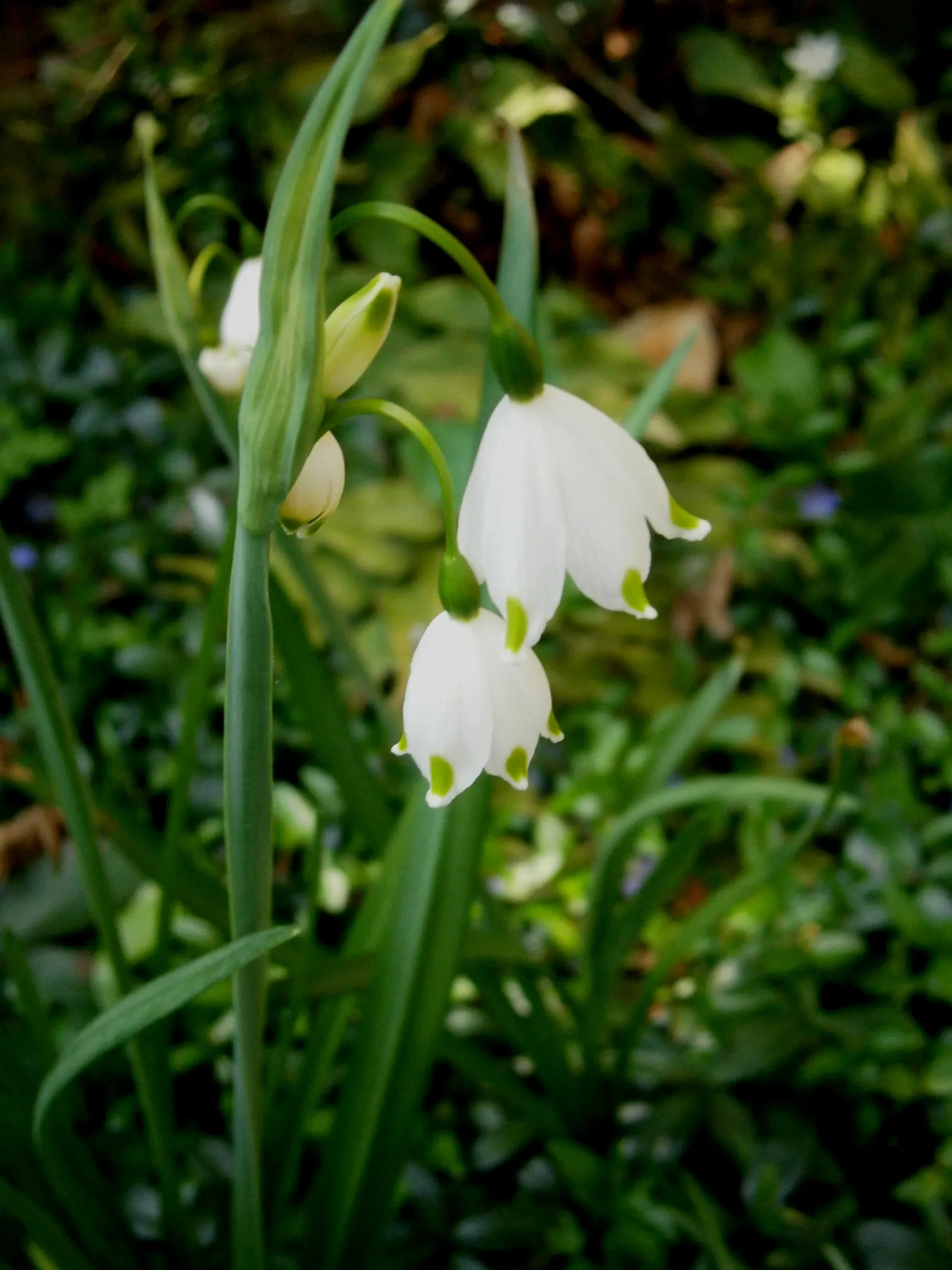 Snowflake Lilly (Leucojum Aestivum) — Ideal for borders, waterside plantings, and naturalized areas; maintenance is minimal, making it a, image 57
