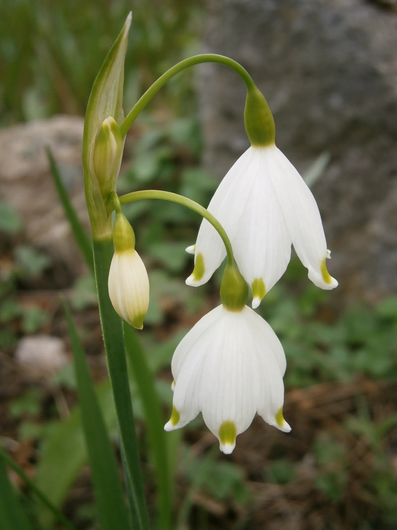 Snowflake Lilly (Leucojum Aestivum) — Typically blooming in spring, it reaches a height of 12-18 inches, with a spread of 3-6 inches; typically from April to