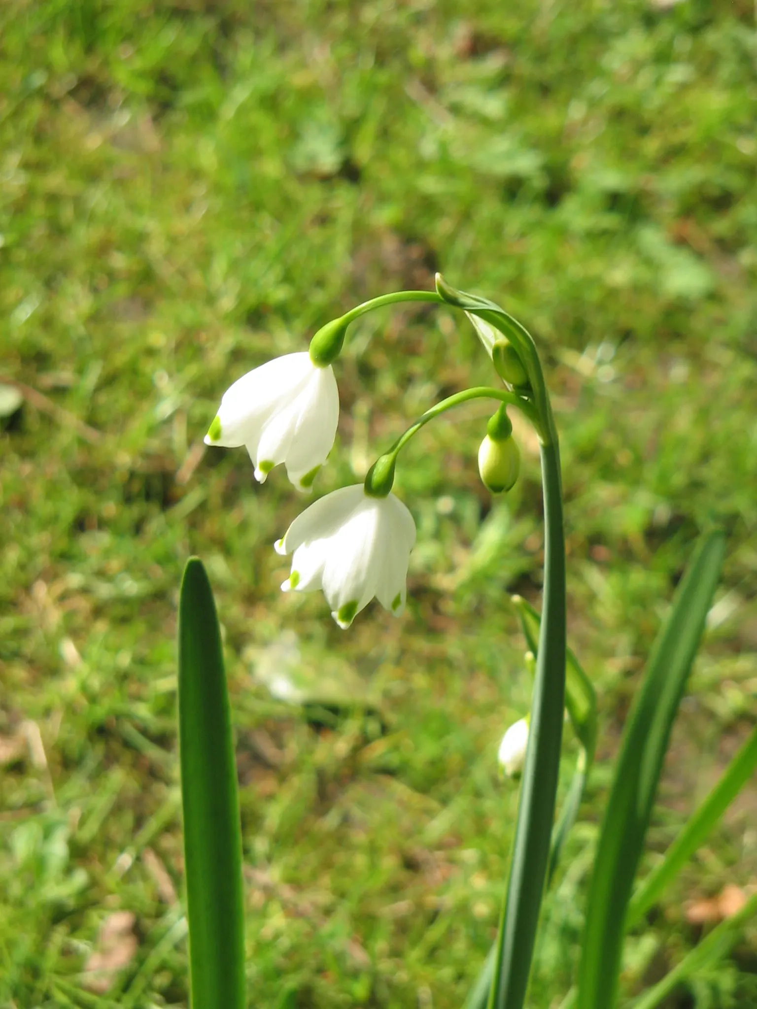 Snowflake Lilly (Leucojum Aestivum) — typically from April to May