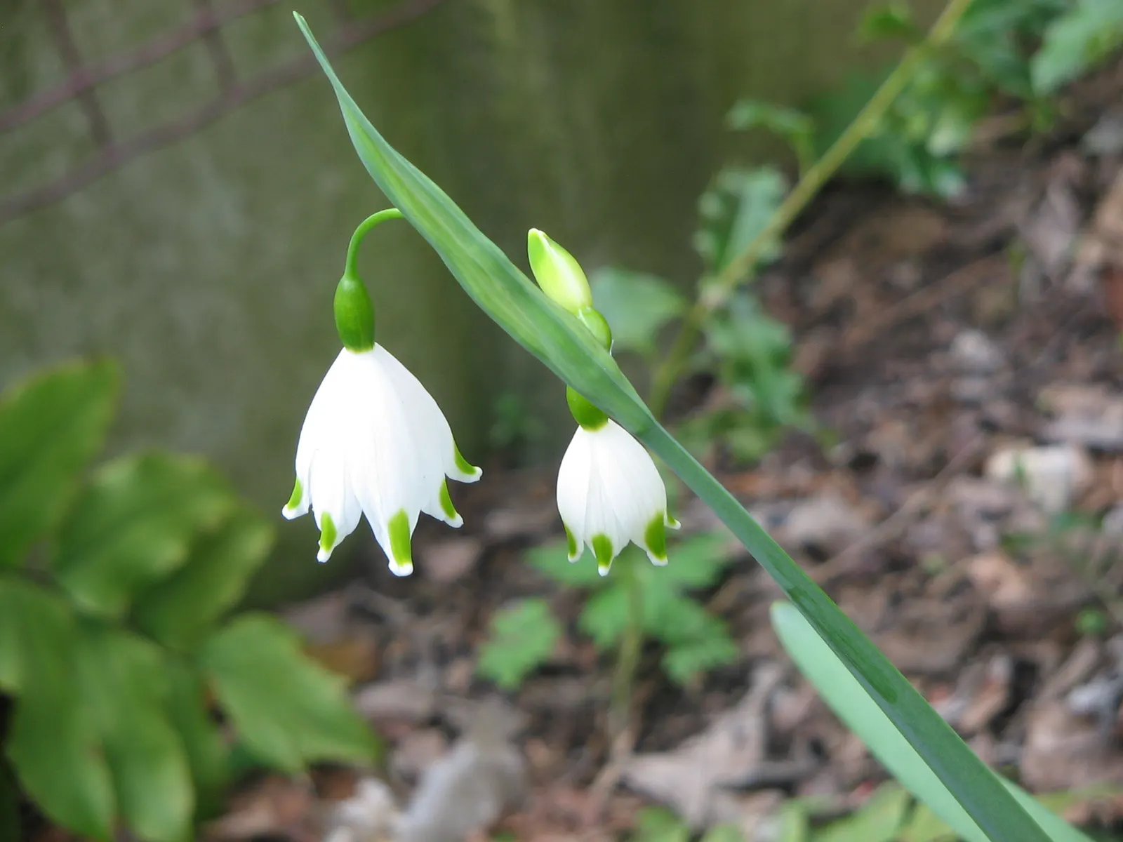 Snowflake Lilly (Leucojum Aestivum) — is a perennial bulbous plant that imbues charm and grace to any landscape; scientifically named Leucojum, image 61