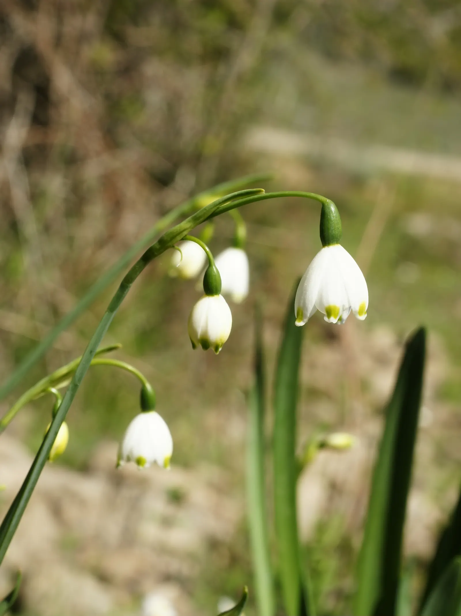 Snowflake Lilly (Leucojum Aestivum) — is a charming bulbous perennial featuring bell-shaped