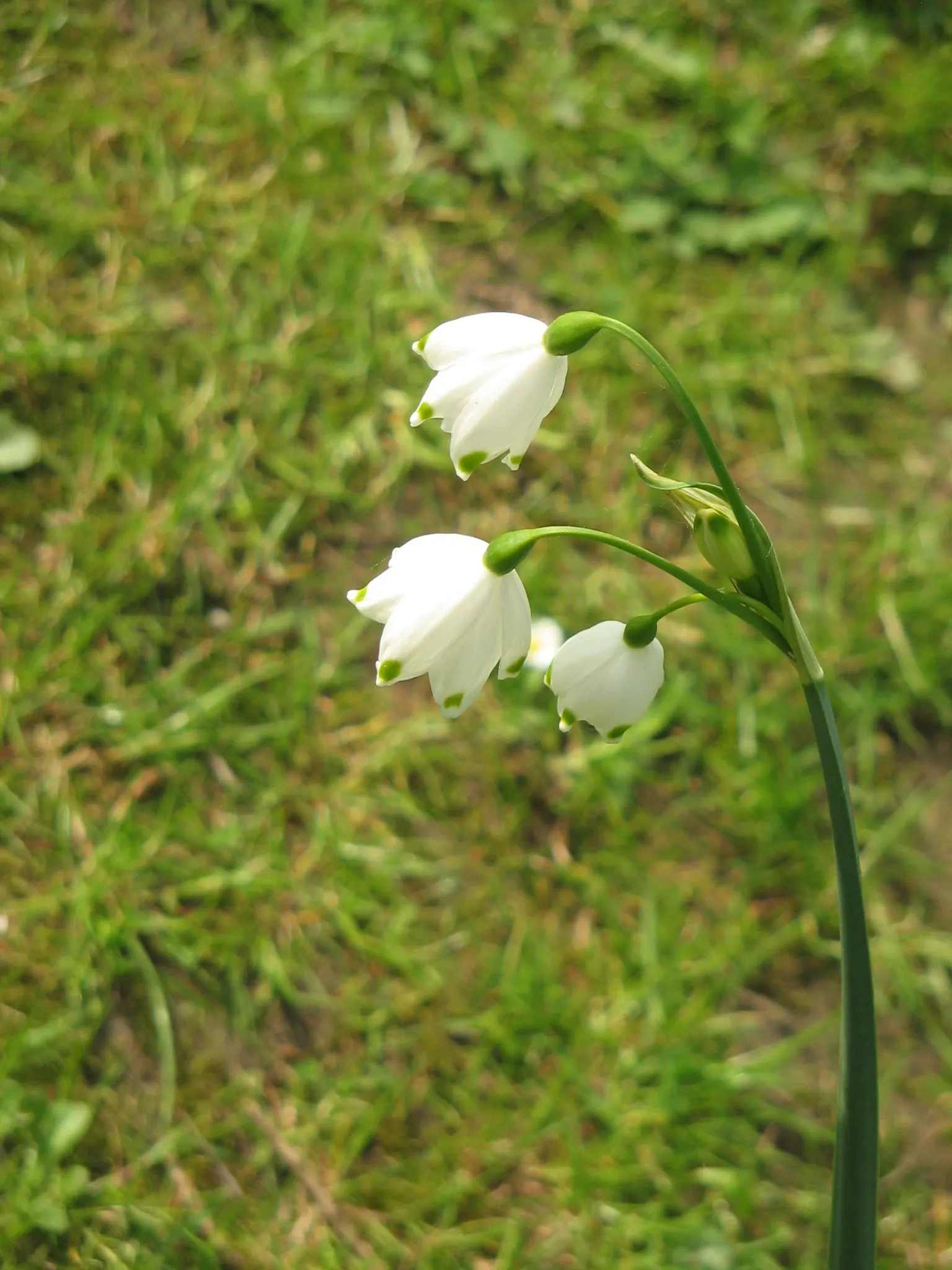 Snowflake Lilly (Leucojum Aestivum) — Recognize the potential of clumping as it propagates through offsets, enhancing its display year over year; nodding white