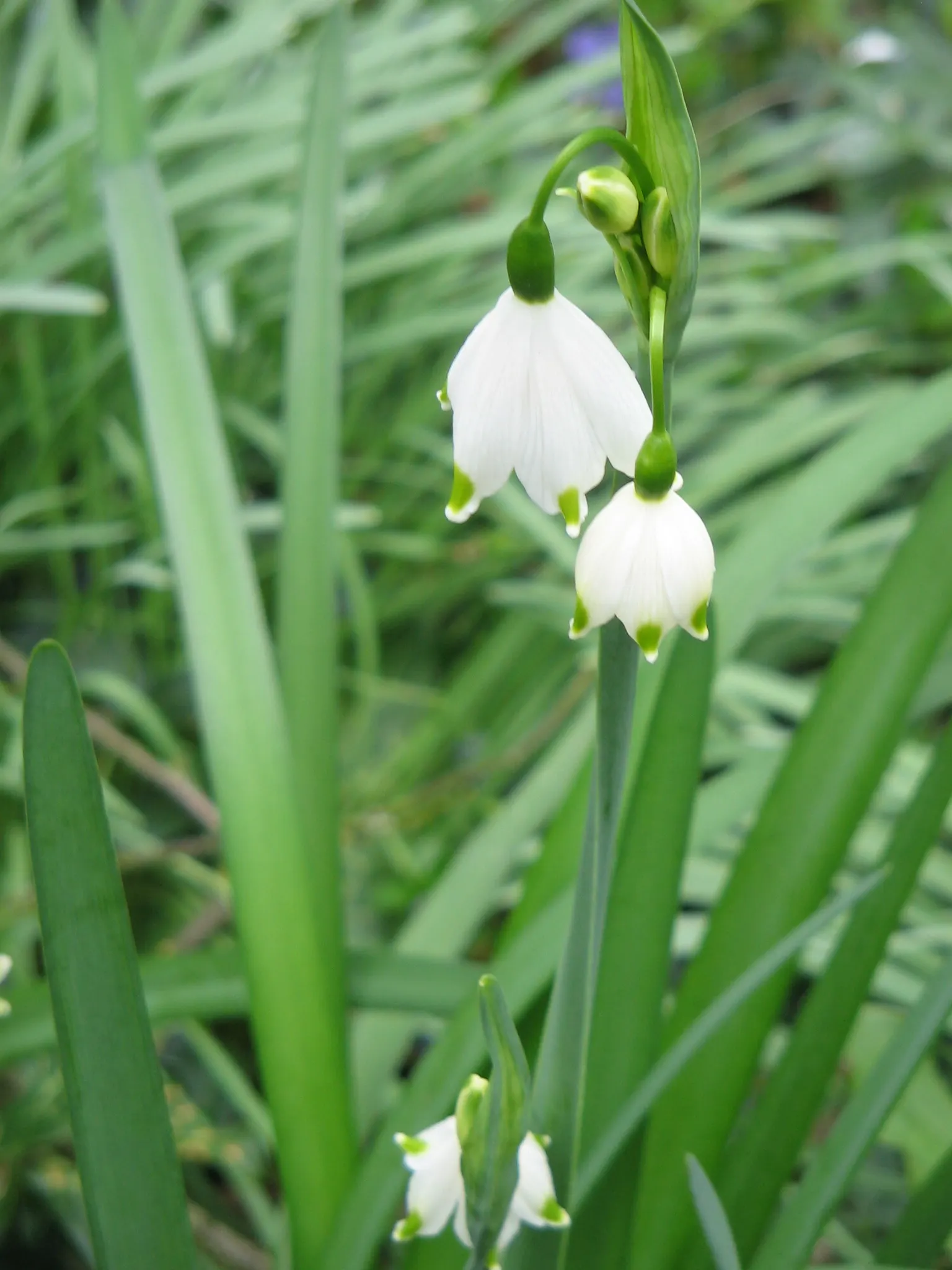 Snowflake Lilly (Leucojum Aestivum) — These captivating blooms appear in the later part of spring; it is resilient and adaptive