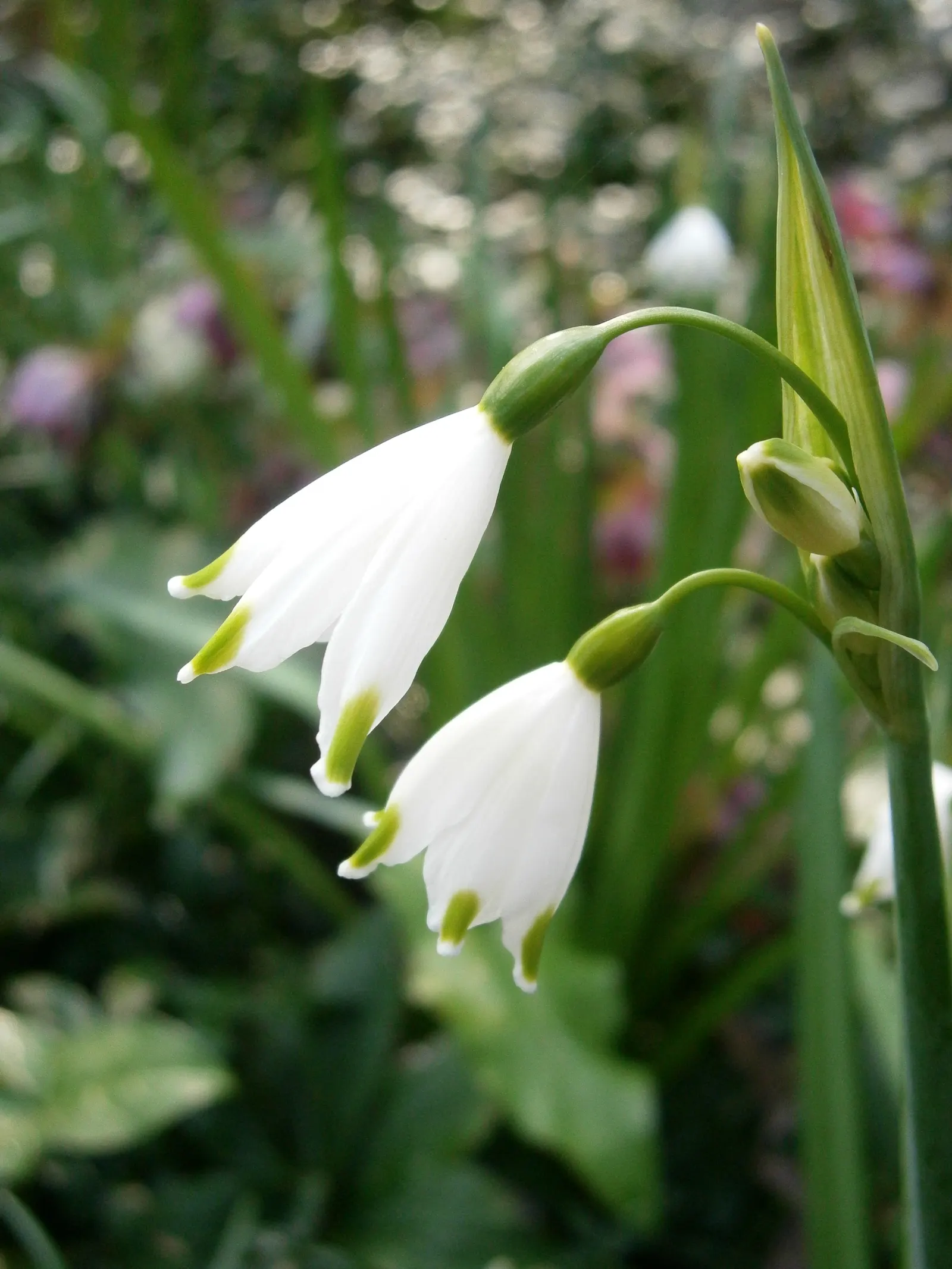 Snowflake Lilly (Leucojum Aestivum) — white flowers in the garden; is a perennial bulbous plant that imbues charm and grace to any landscape