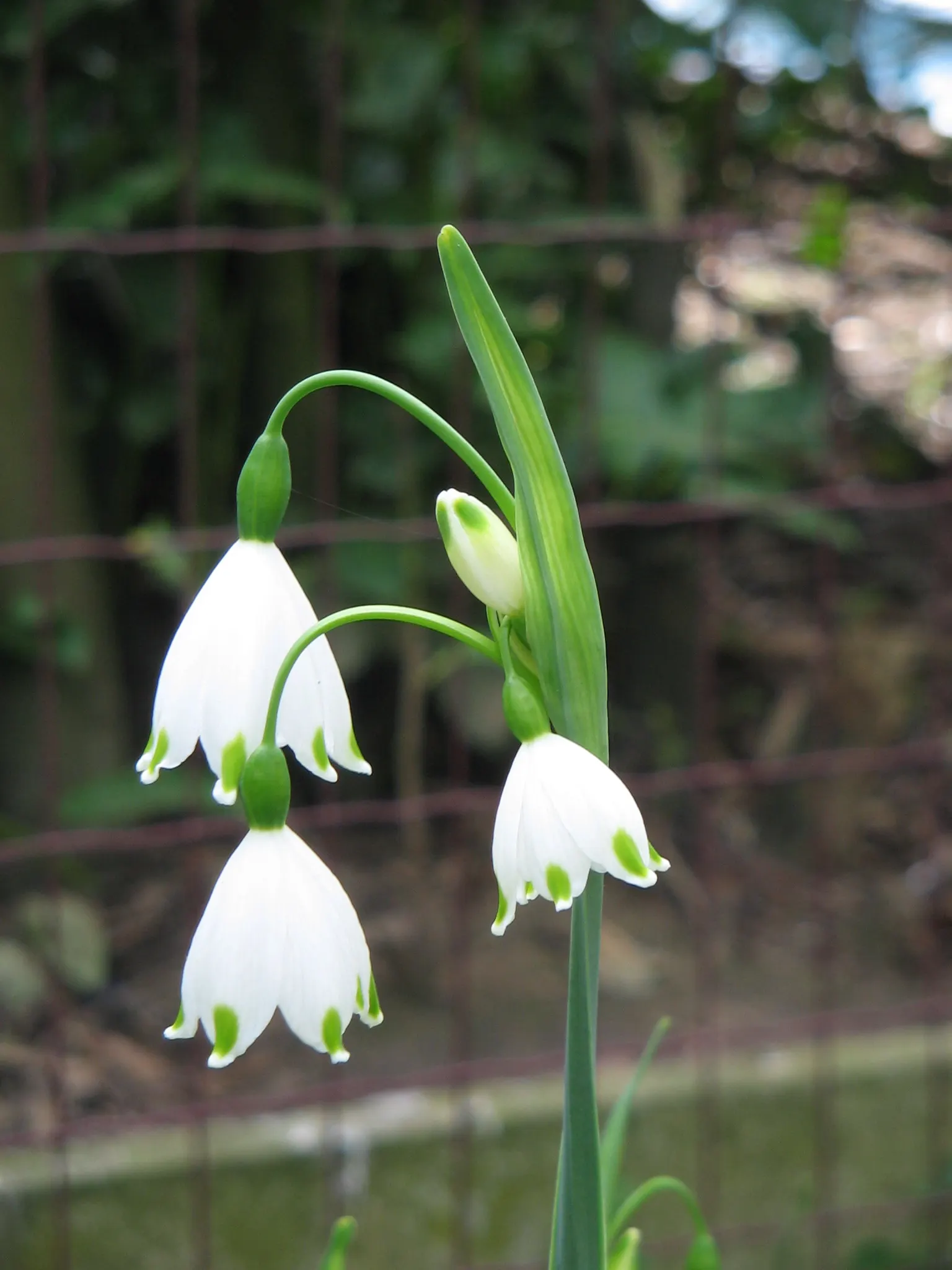 Snowflake Lilly (Leucojum Aestivum) — white flowers with green dots on the tips; this plant thrives in areas with full sun to partial shade exposure, image 54