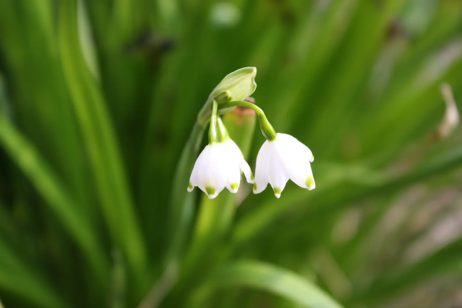 Snowflake Lilly (Leucojum Aestivum) — These captivating blooms appear in the later part of spring