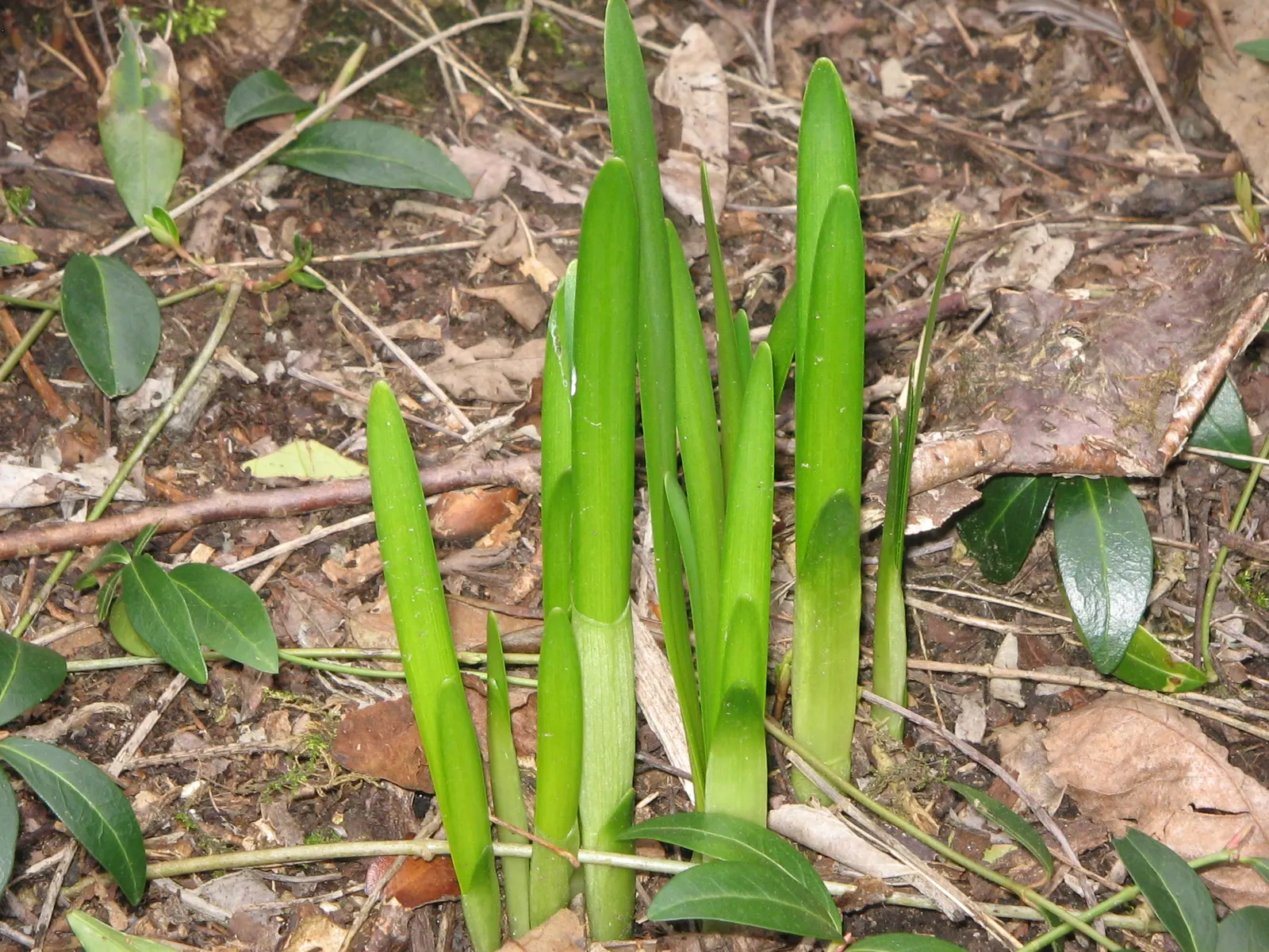 Snowflake Lilly (Leucojum Aestivum) — making it a delightful addition to both novice and advanced gardeners' designs