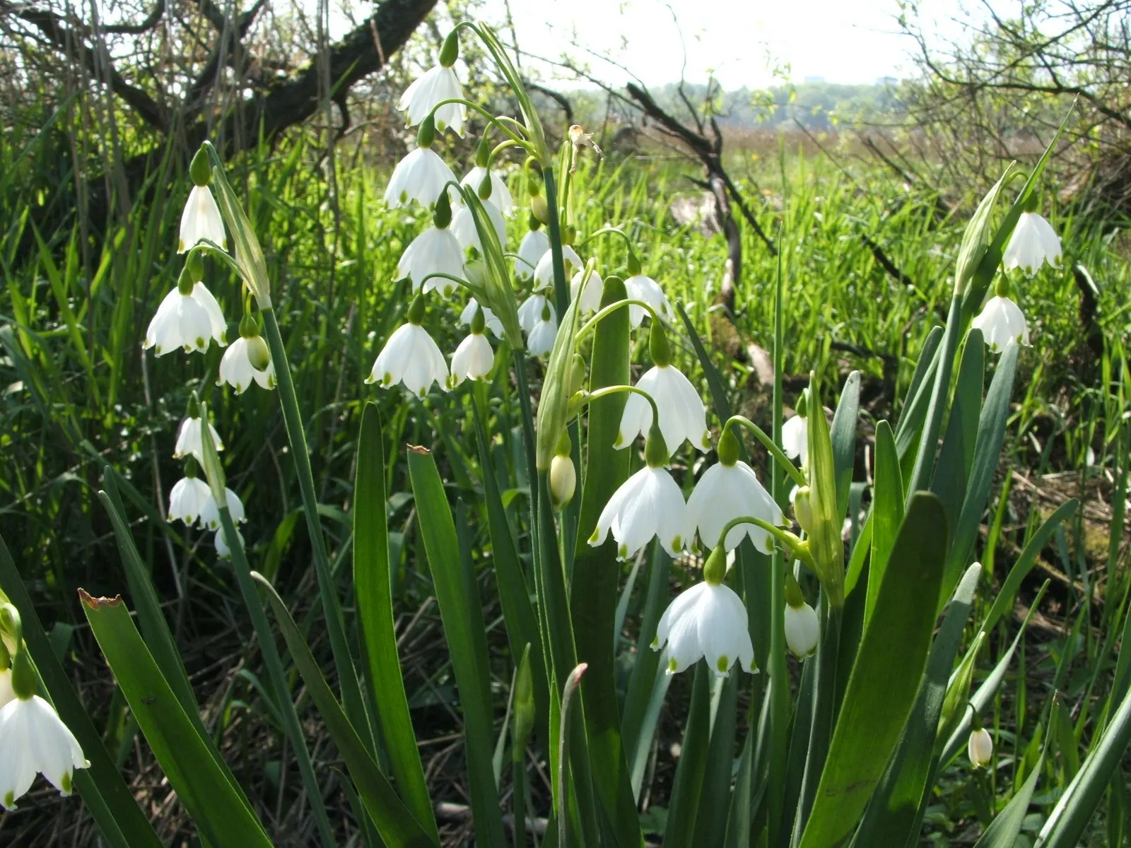 Snowflake Lilly (Leucojum Aestivum) — bringing a burst of serenity to garden landscapes.<br><br>When designing with the Snowflake Lily