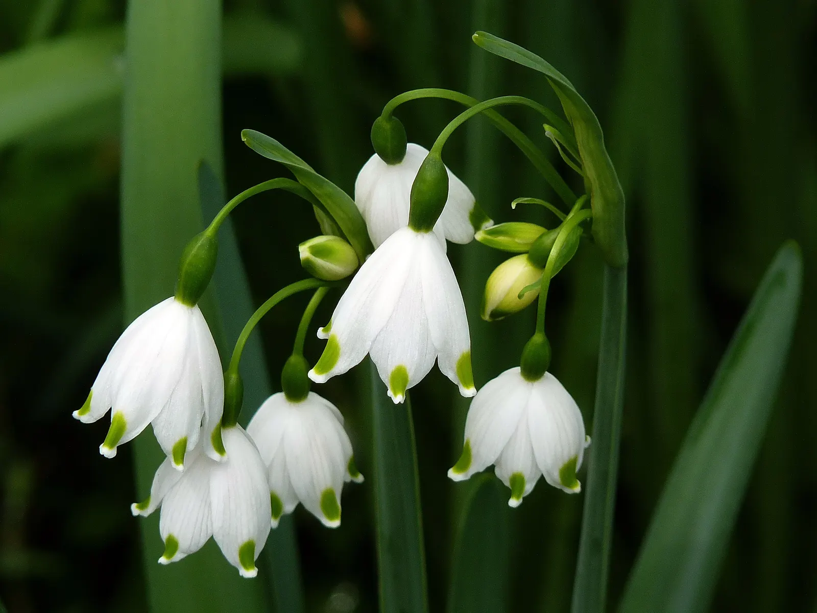 Snowflake Lilly (Leucojum Aestivum) — scientifically named Leucojum aestivum; is a charming bulbous perennial featuring bell-shaped, image 60