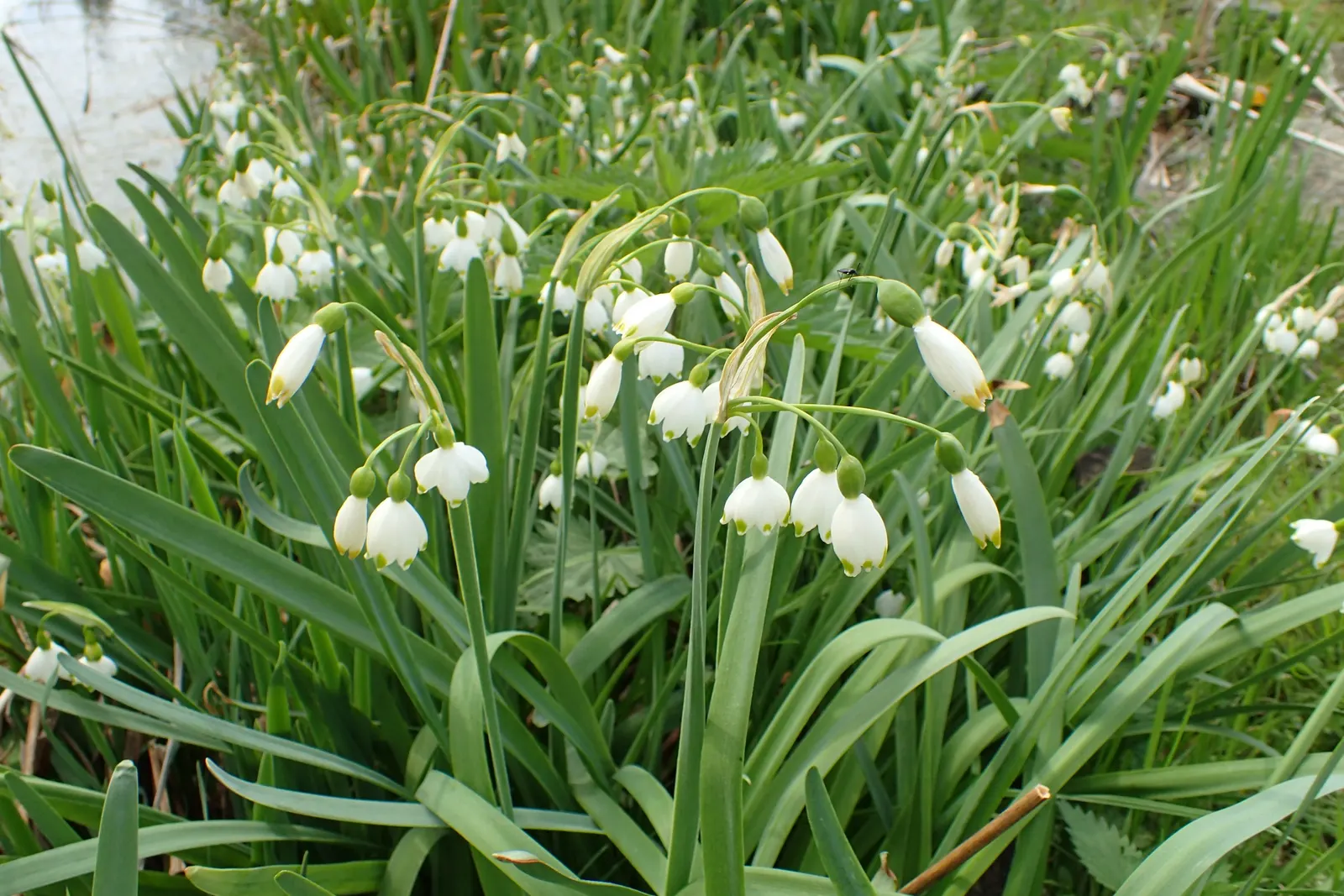 Snowflake Lilly (Leucojum Aestivum) — measuring 0.75 to 1 inch across