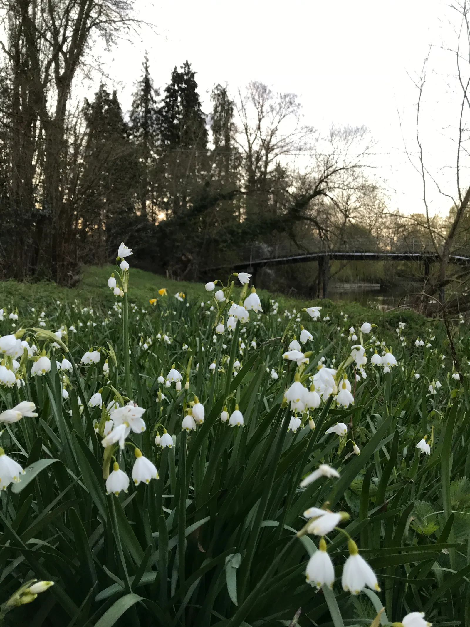 Snowflake Lilly (Leucojum Aestivum) — measuring 0.75 to 1 inch across; white flowers in the garden, image 67