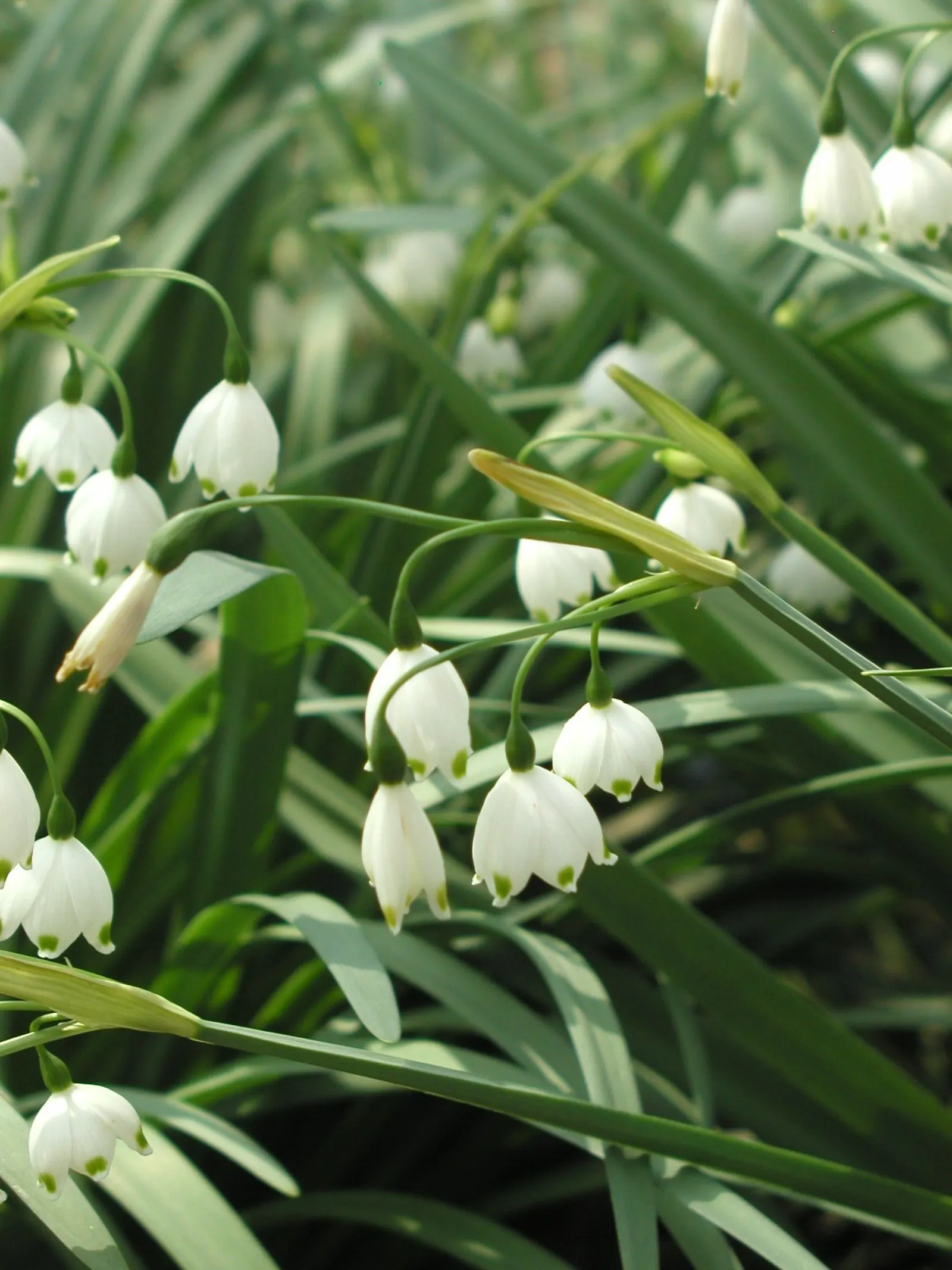 Snowflake Lilly (Leucojum Aestivum) — Maintenance is minimal, making it a delightful, easy-care addition; making it a versatile choice for a, image 58