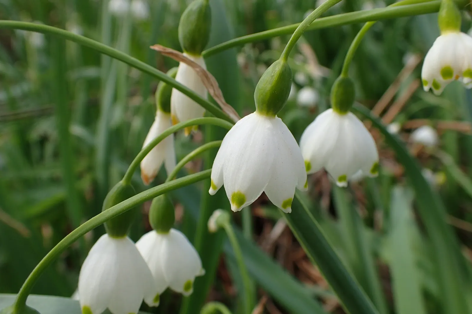 Snowflake Lilly (Leucojum Aestivum) — The elegant Snowflake Lily
