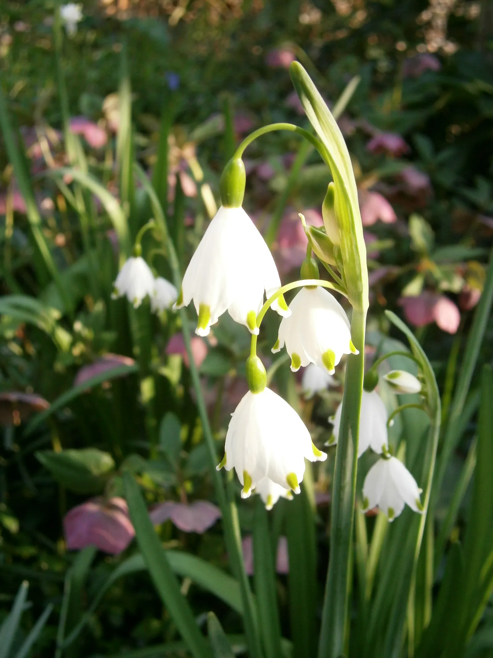 Snowflake Lilly (Leucojum Aestivum) — bulb for full or half