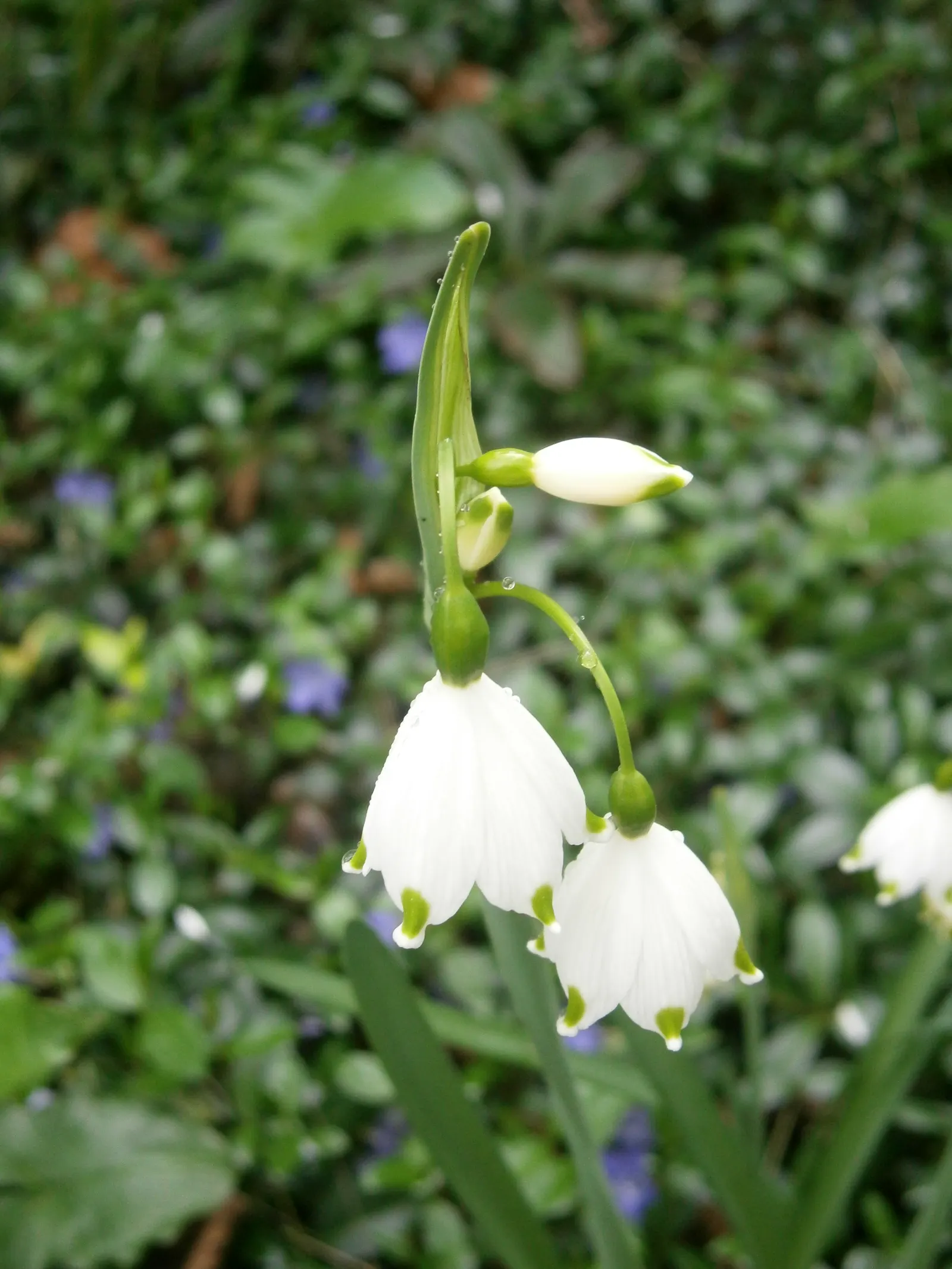 Snowflake Lilly (Leucojum Aestivum) — white flowers with green dots on the tips