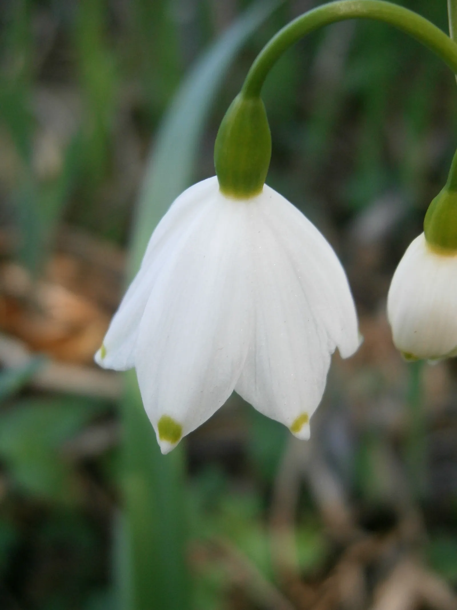 Snowflake Lilly (Leucojum Aestivum) — It is resilient and adaptive; typically blooming in spring, it reaches a height of 12-18 inches, with a spread of 3-6
