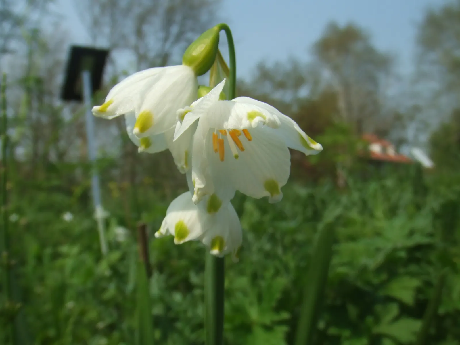Snowflake Lilly (Leucojum Aestivum) — making it a delightful addition to both novice and advanced gardeners' designs; white flowers with green dots on the tips
