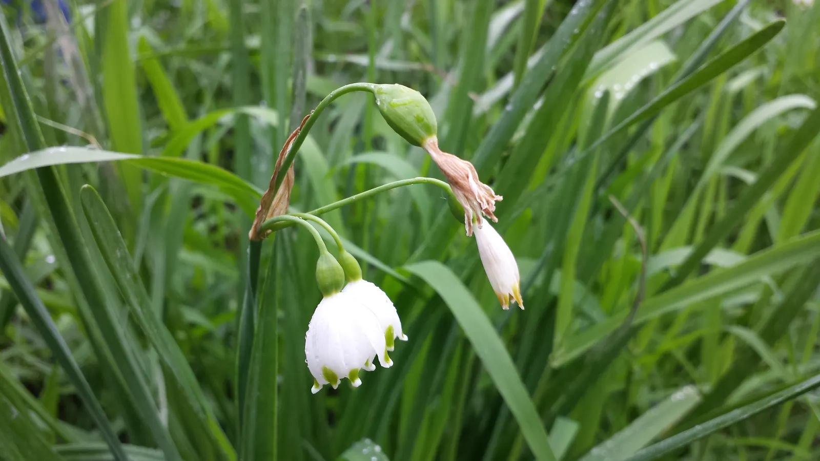 Snowflake Lilly (Leucojum Aestivum) — this plant thrives in areas with full sun to partial shade exposure; leucojum aestivum is low maintenance with minimal