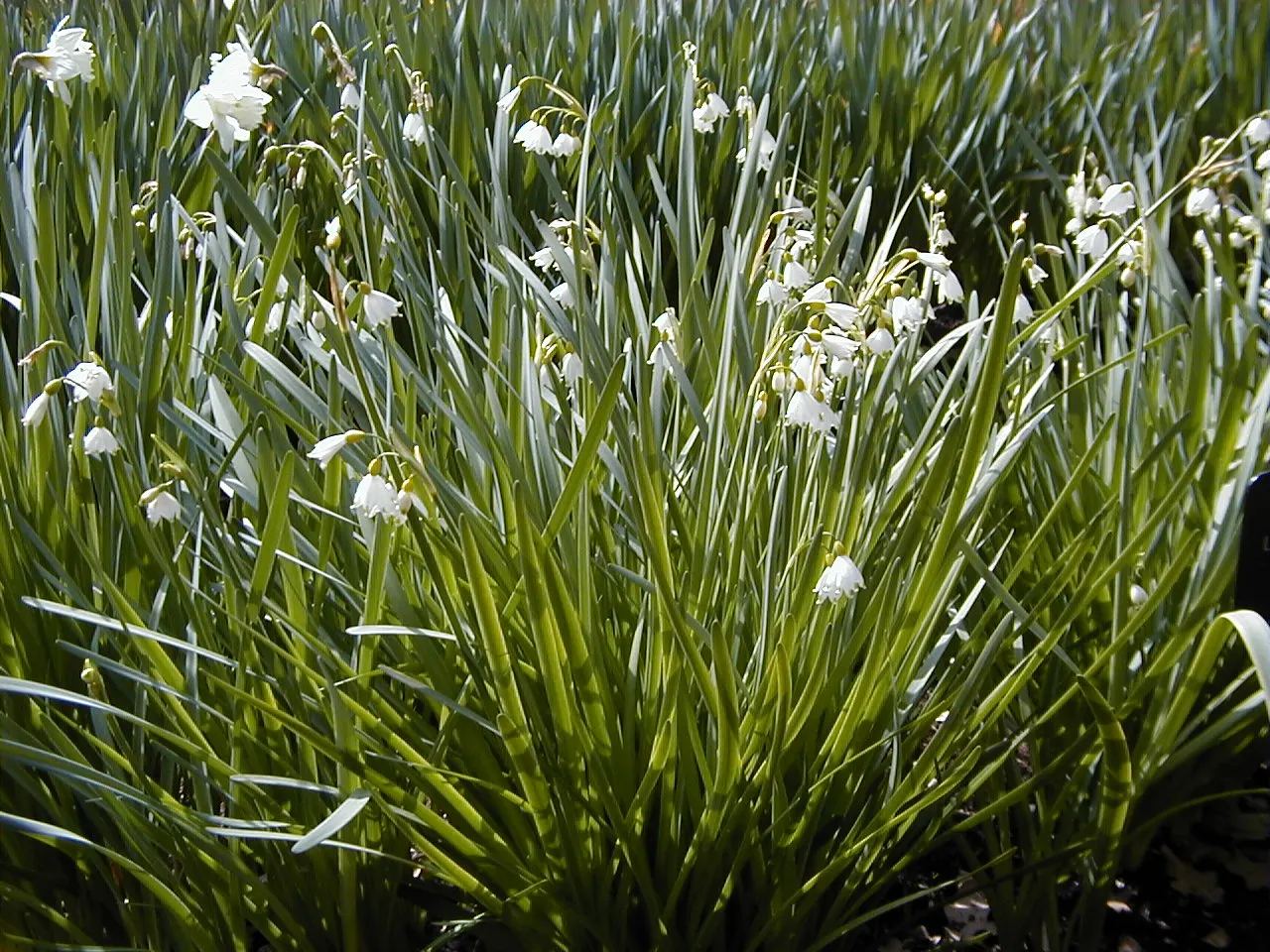 Snowflake Lilly (Leucojum Aestivum) — scientifically named Leucojum aestivum