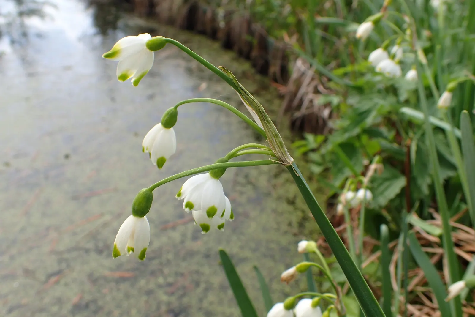 Snowflake Lilly (Leucojum Aestivum) — nodding white flowers that distinguish this species; these captivating blooms appear in the later part of, image 66