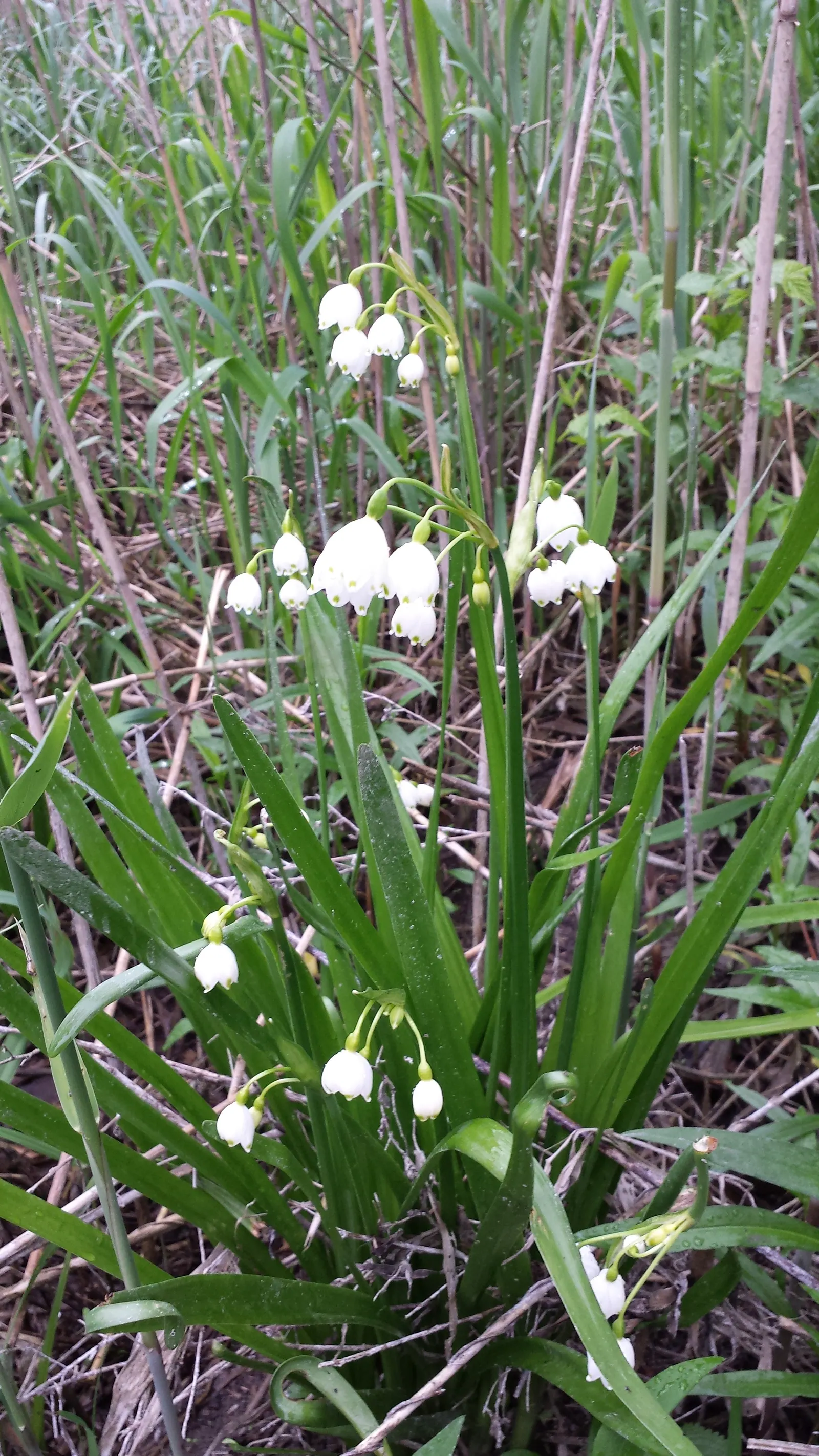 Snowflake Lilly (Leucojum Aestivum) — consists of six tepals adorned with green or yellowish spots at their tips; ideal for borders, waterside plantings, and