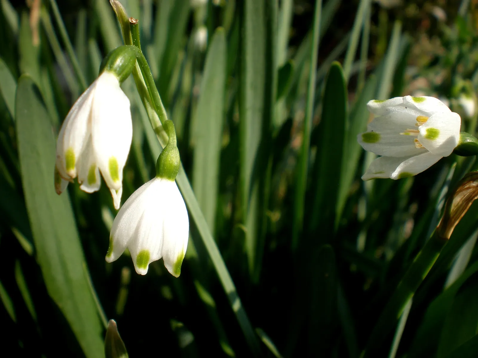 Snowflake Lilly (Leucojum Aestivum) — bringing a burst of serenity to garden landscapes.<br><br>When designing with the Snowflake Lily; bulb for full or half