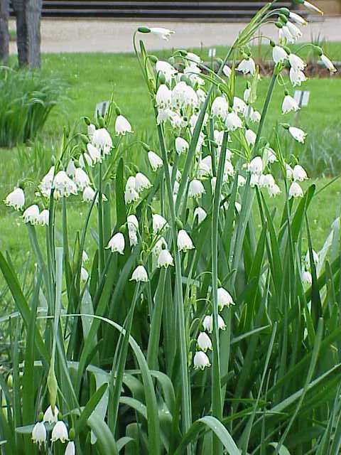 Snowflake Lilly (Leucojum Aestivum) — Flourishing in USDA hardiness zones 4 through 8