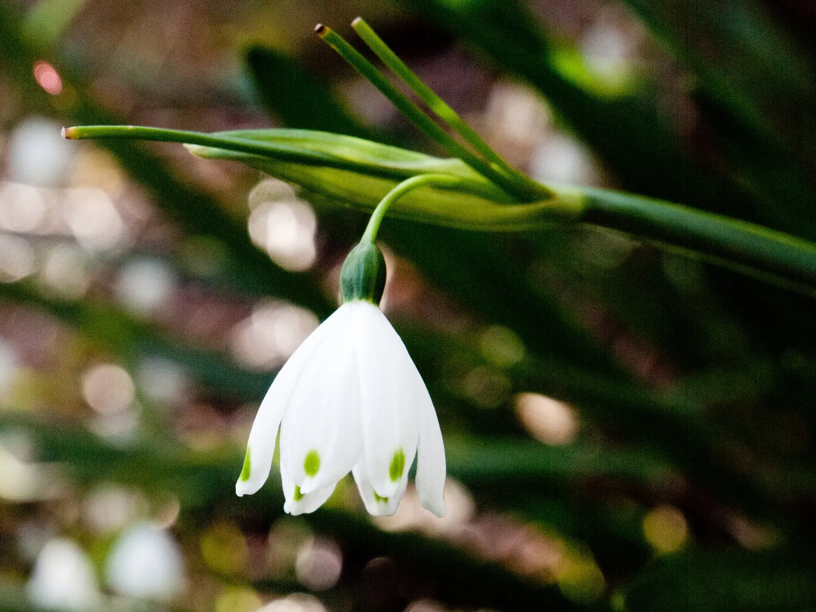 Snowflake Lilly (Leucojum Aestivum) — Leucojum aestivum is low maintenance with minimal pest or disease issues