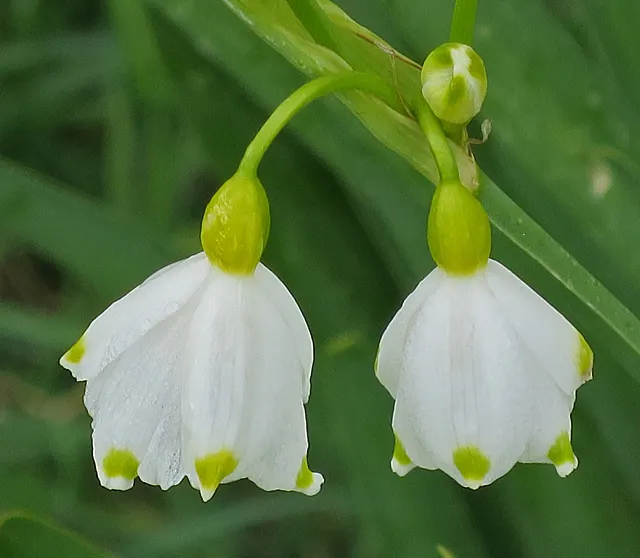 Snowflake Lilly (Leucojum Aestivum) — bulb with white blooms; consists of six tepals adorned with green or yellowish spots at their tips
