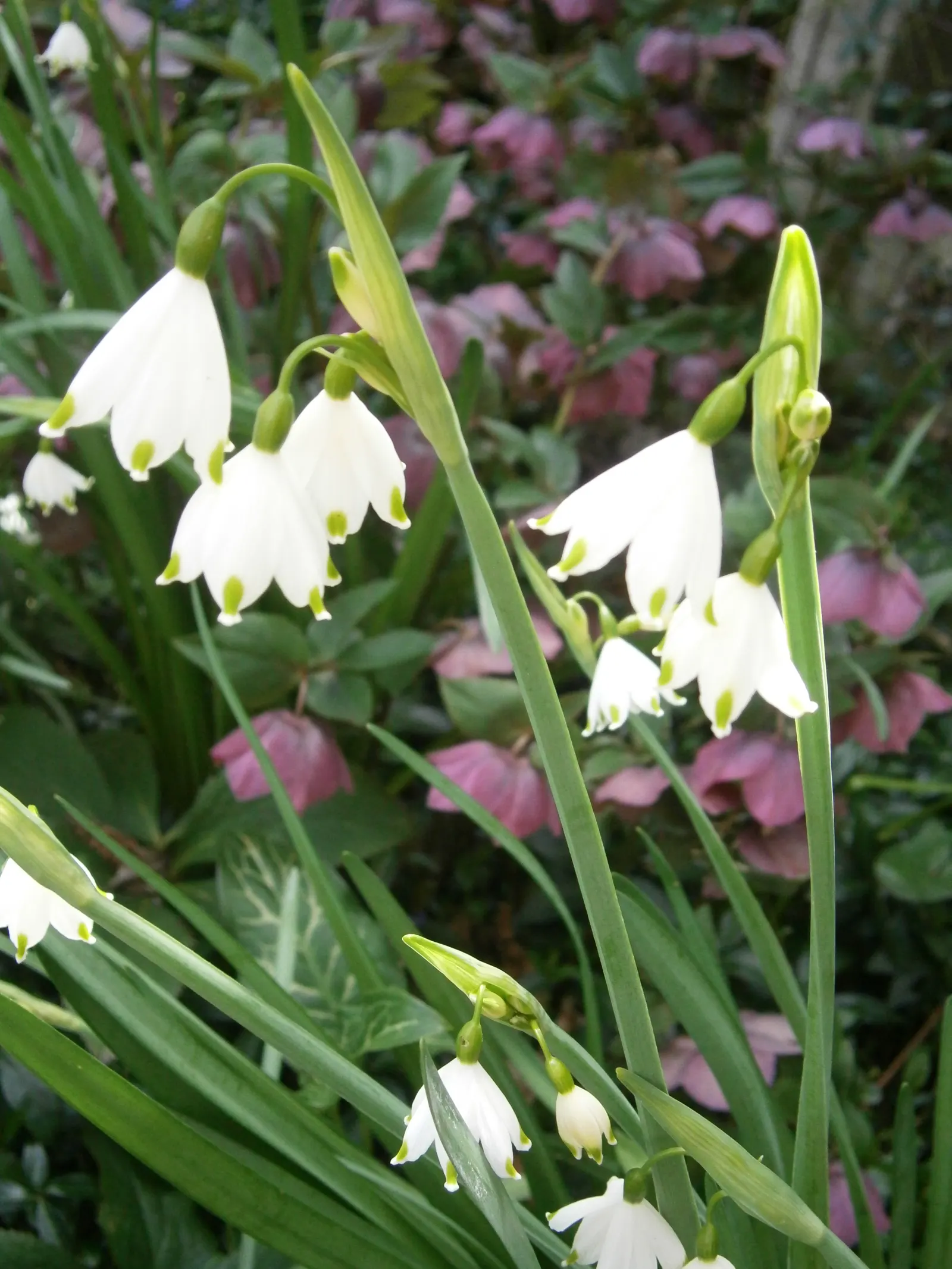 Snowflake Lilly (Leucojum Aestivum) — Recognize the potential of clumping as it propagates through offsets, enhancing its display year over year