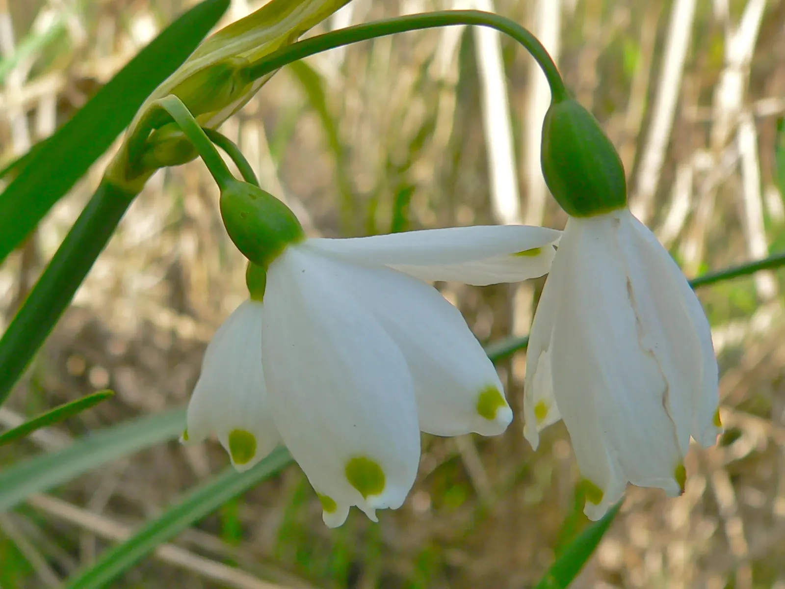 Snowflake Lilly (Leucojum Aestivum) — Typically blooming in spring, it reaches a height of 12-18 inches, with a spread of 3-6 inches