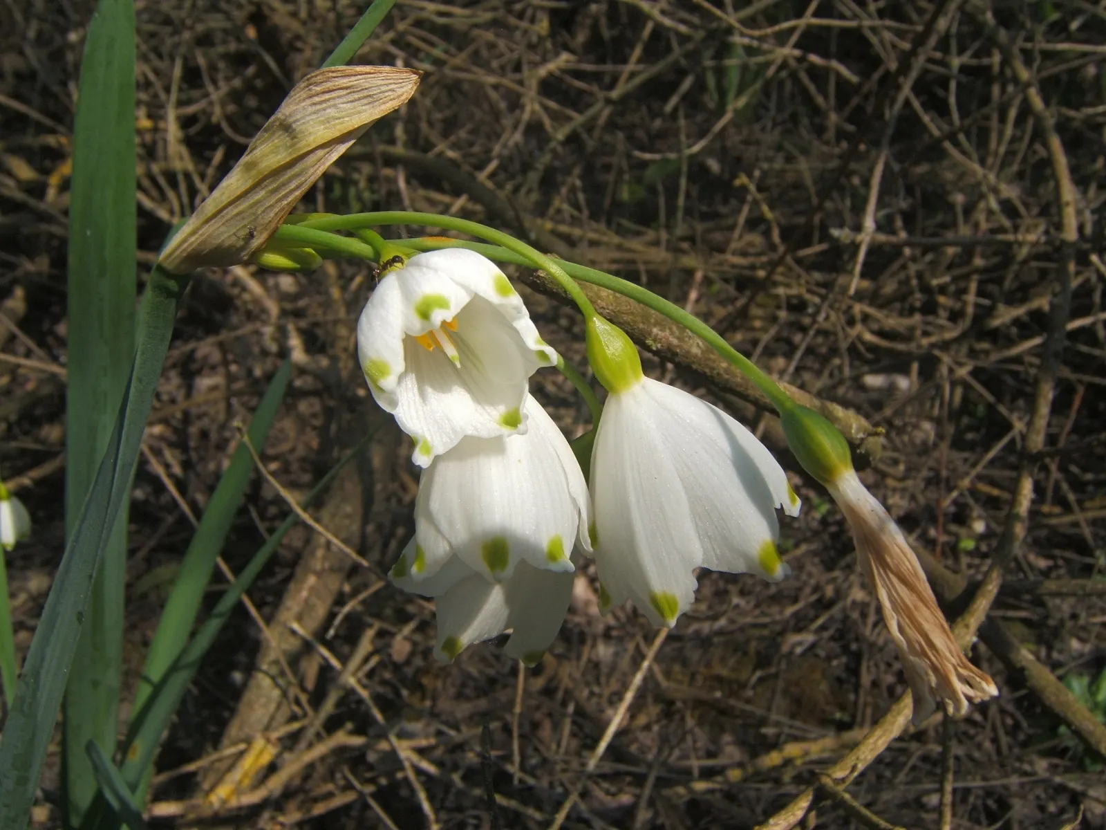Snowflake Lilly (Leucojum Aestivum) — making it a versatile choice for a variety of garden settings; flourishing in USDA hardiness zones 4 through 8
