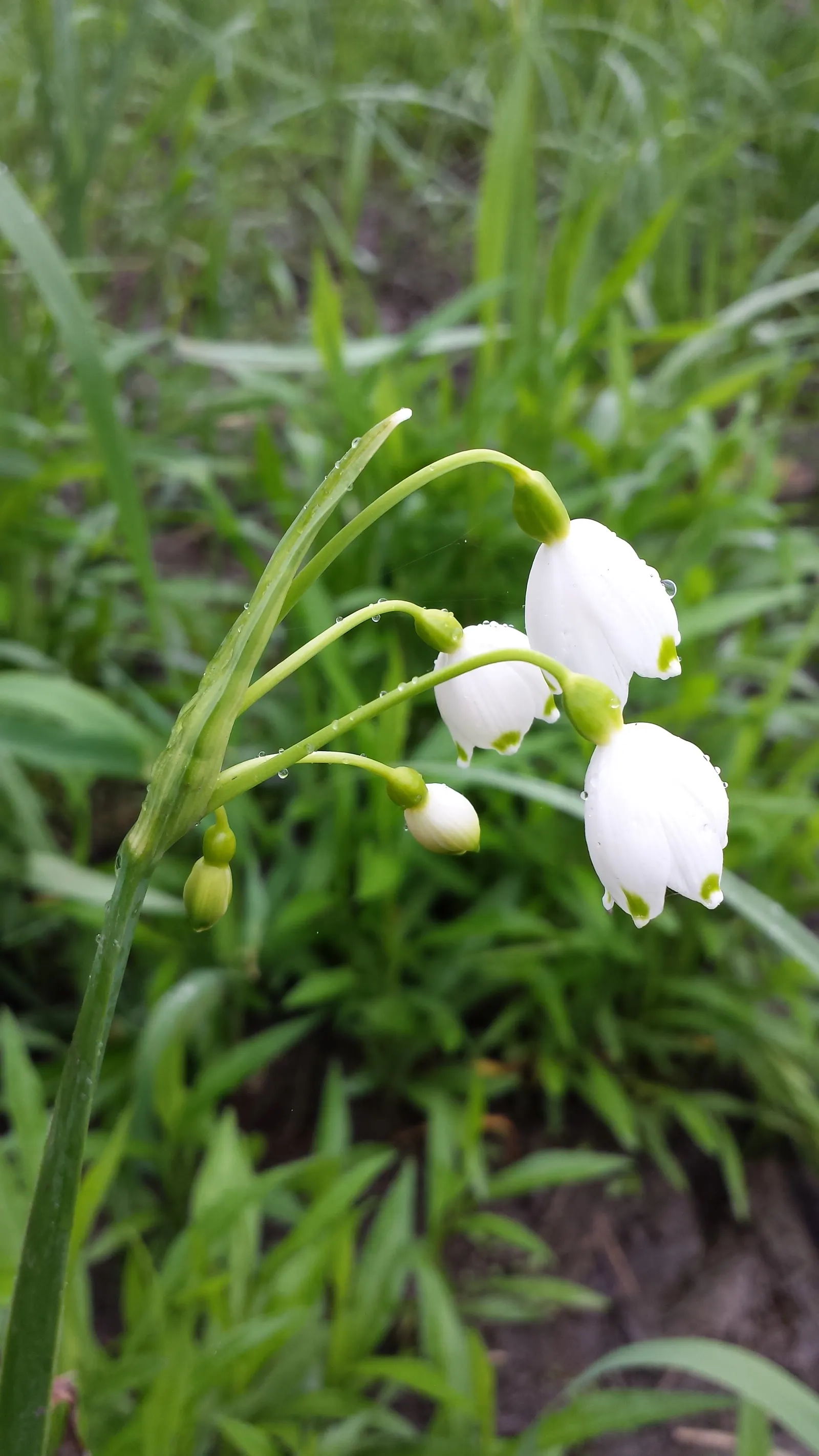 Snowflake Lilly (Leucojum Aestivum) — making it a versatile choice for a variety of garden settings