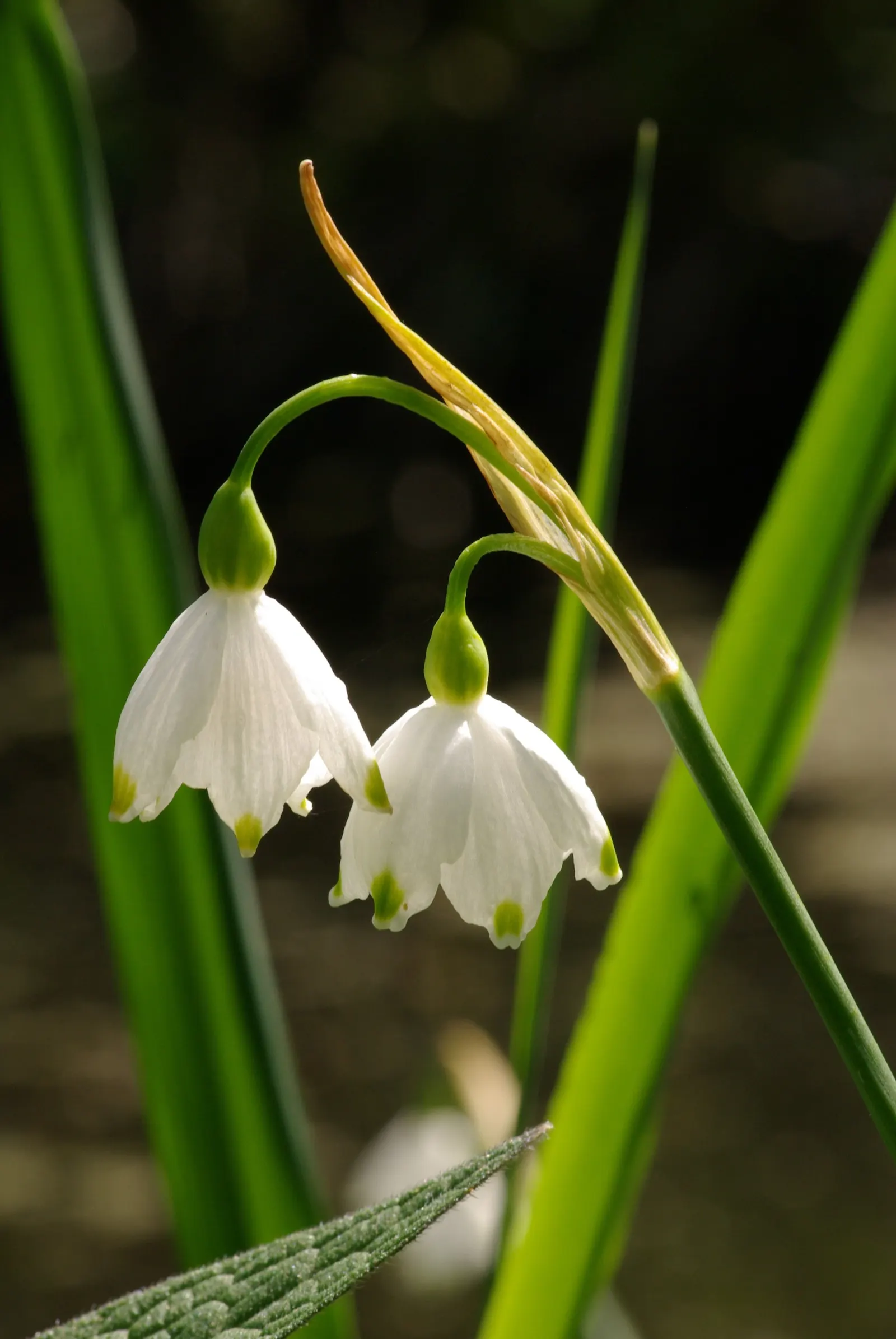 Snowflake Lilly (Leucojum Aestivum) — These captivating blooms appear in the later part of spring; it is resilient and adaptive, image 69