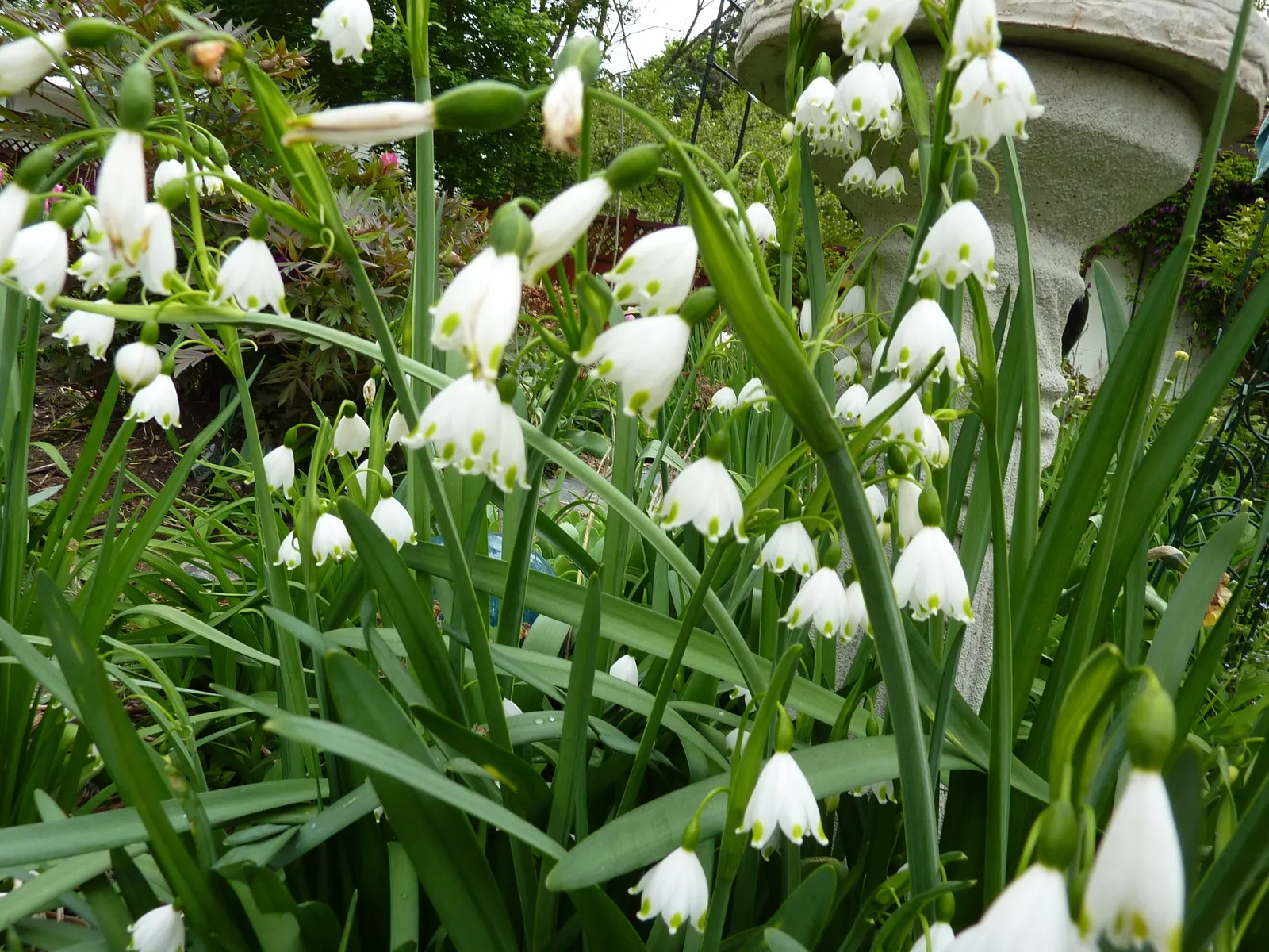 Snowflake Lilly (Leucojum Aestivum) — nodding white flowers that distinguish this species