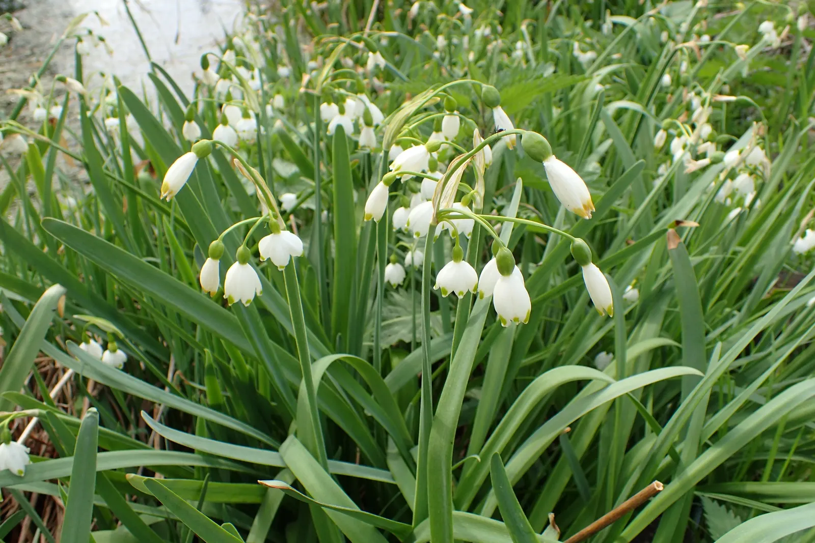 Snowflake Lilly (Leucojum Aestivum) — Flourishing in USDA hardiness zones 4 through 8; measuring 0.75 to 1 inch across, image 62
