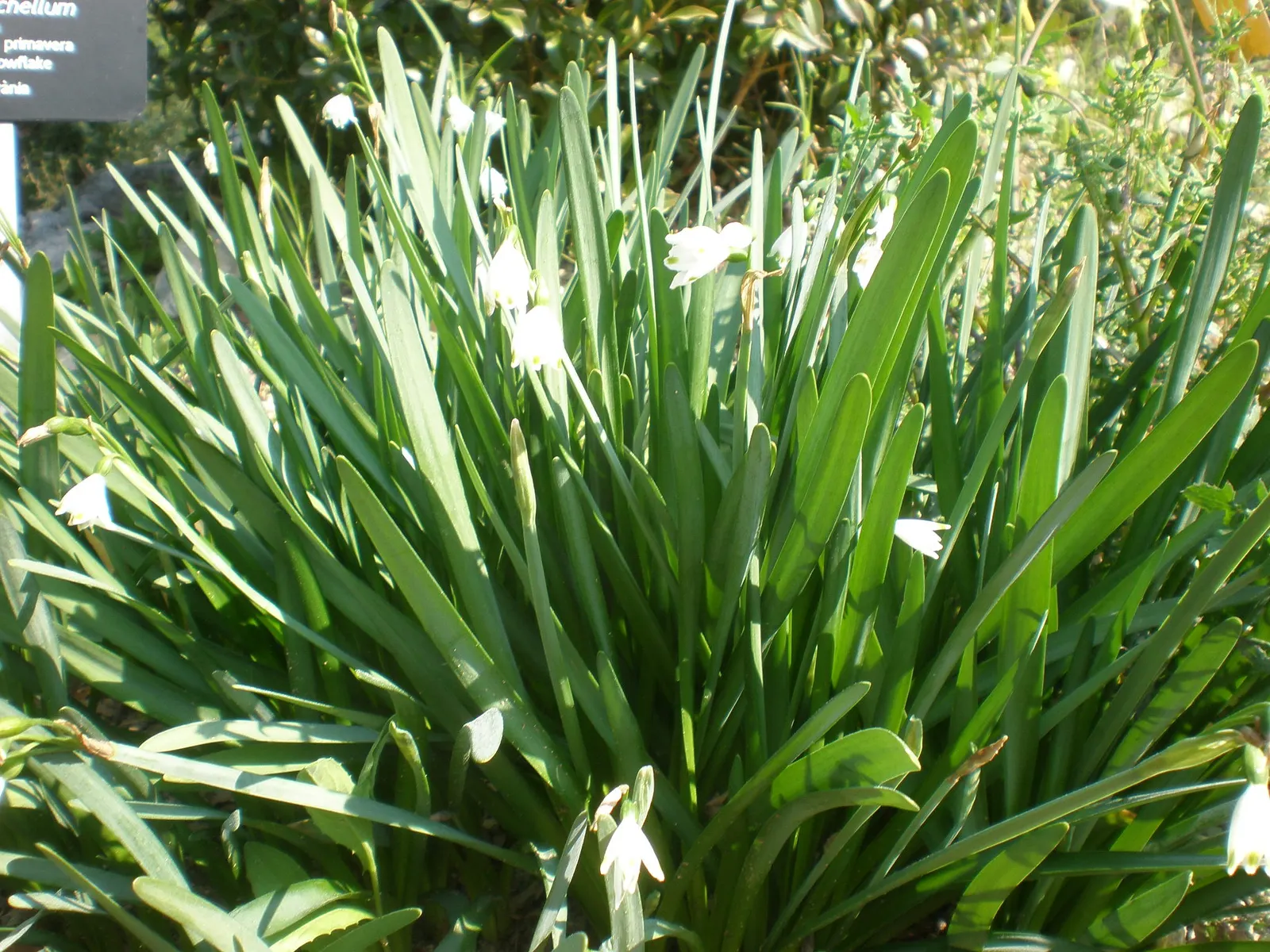 Snowflake Lilly (Leucojum Aestivum) — Maintenance is minimal, making it a delightful, easy-care addition; making it a versatile choice for a variety of garden