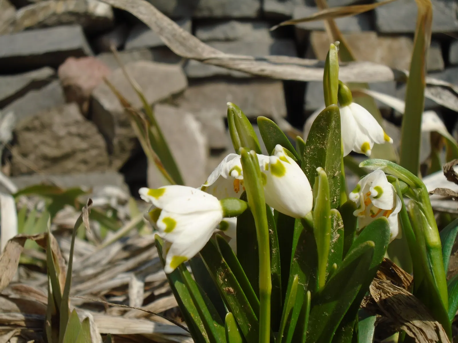 Snowflake Lilly (Leucojum Aestivum) — white flowers with green dots on the tips; this plant thrives in areas with full sun to partial shade exposure