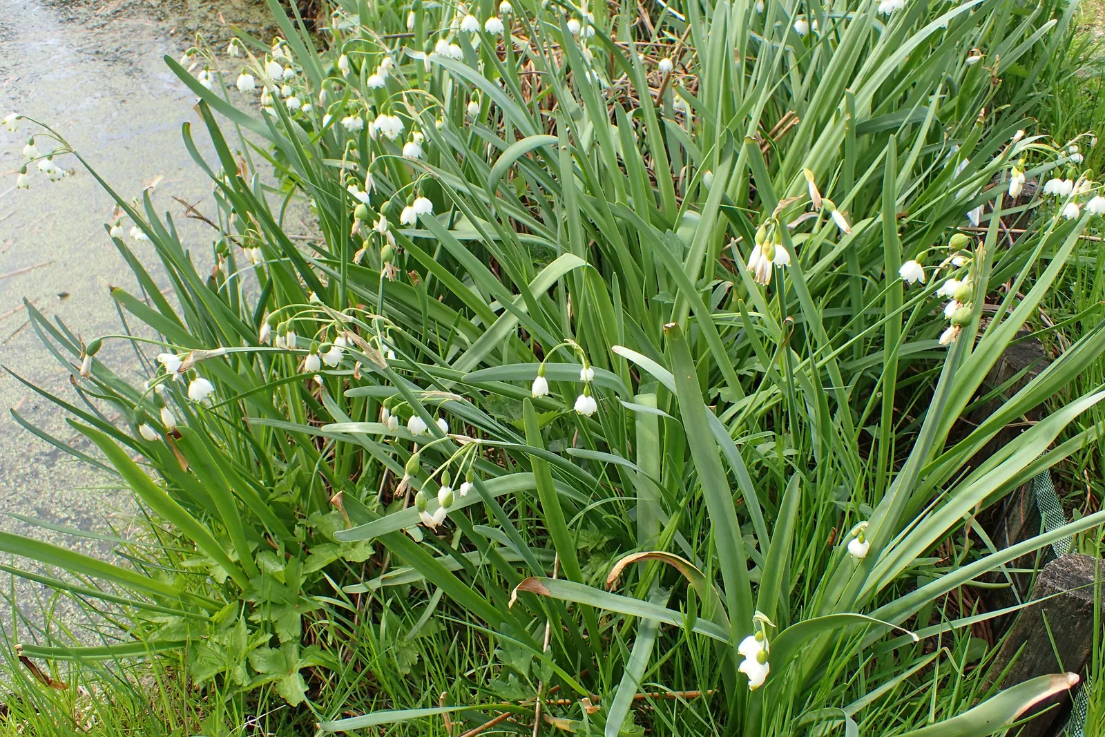 Snowflake Lilly (Leucojum Aestivum) — It is resilient and adaptive