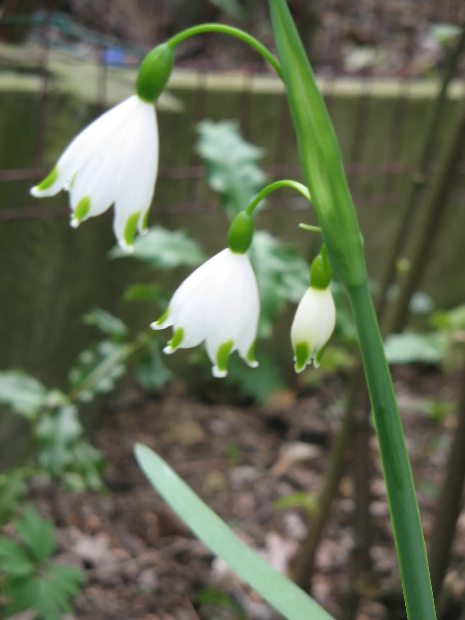 Snowflake Lilly (Leucojum Aestivum) — Maintenance is minimal, making it a delightful, easy-care addition