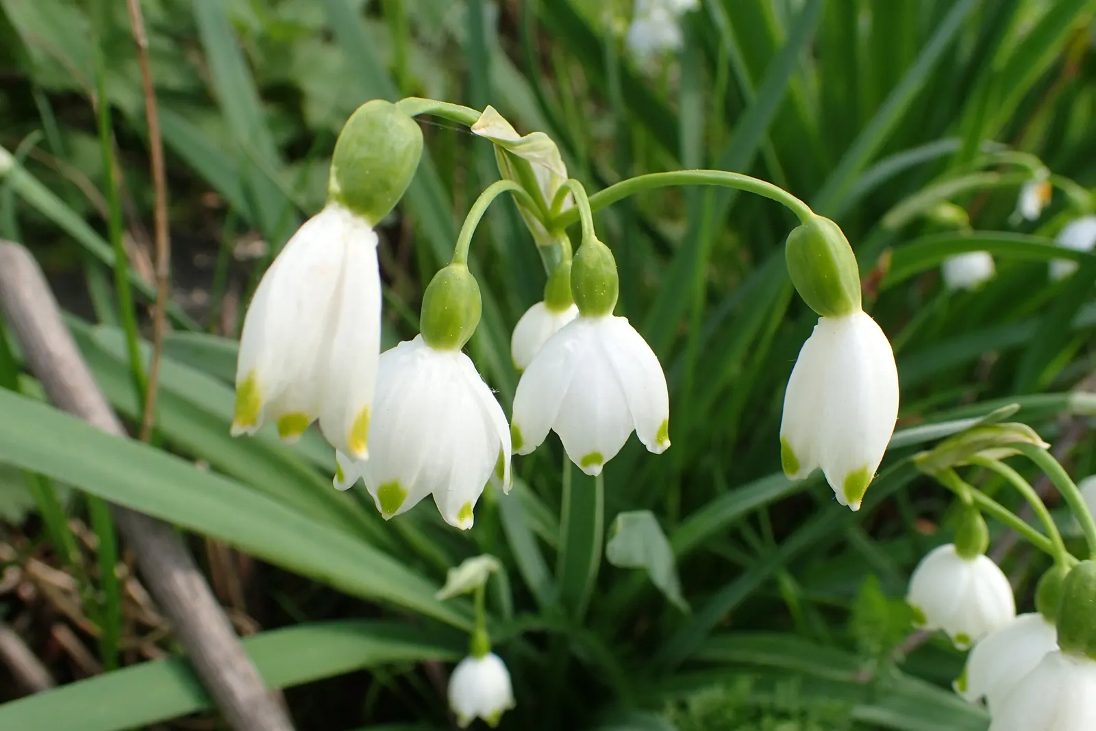 Snowflake Lilly (Leucojum Aestivum) — Thrives in full sun to partial shade and enjoys moist, well-drained soil; bulb with white blooms