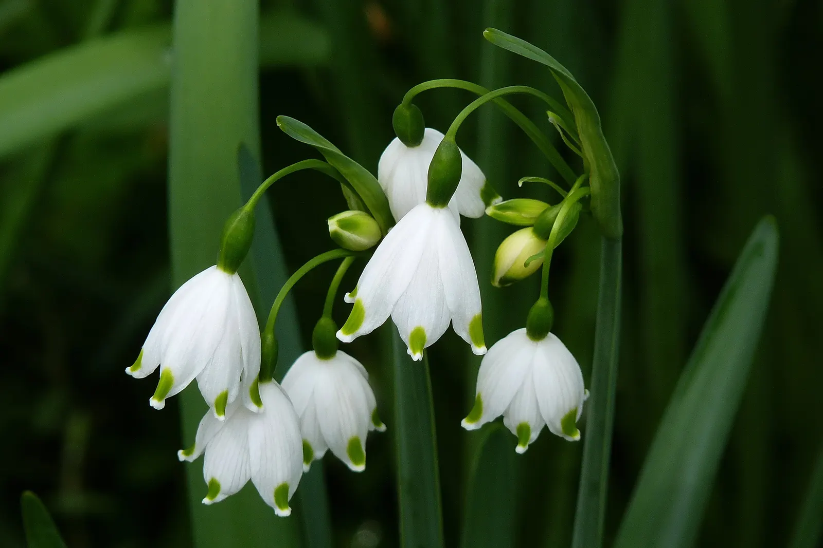 Snowflake Lilly (Leucojum Aestivum) — making it a versatile choice for a variety of garden settings; flourishing in USDA hardiness zones 4 through 8, image 65