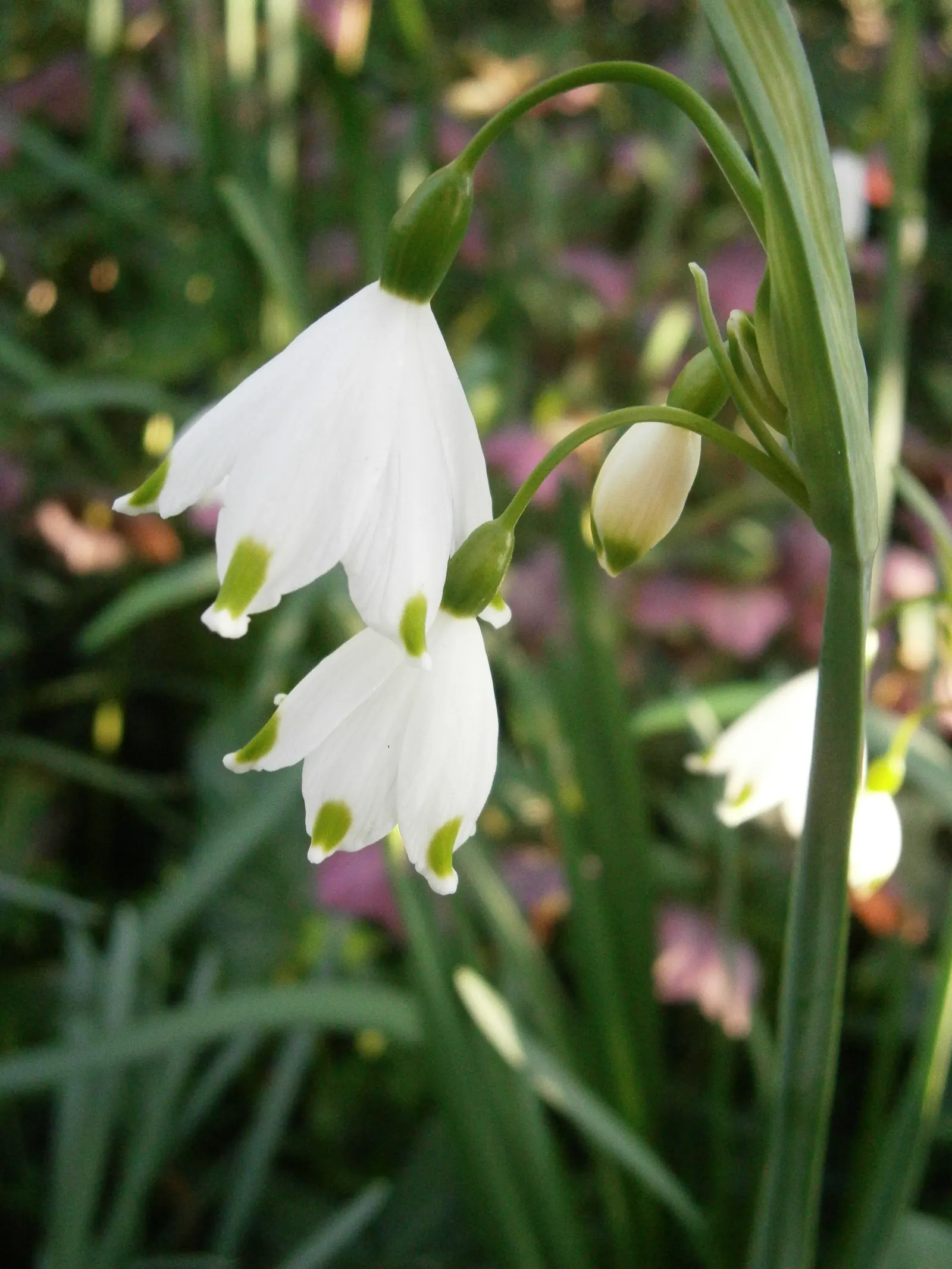 Snowflake Lilly (Leucojum Aestivum) — this plant thrives in areas with full sun to partial shade exposure; leucojum aestivum is low maintenance, image 63