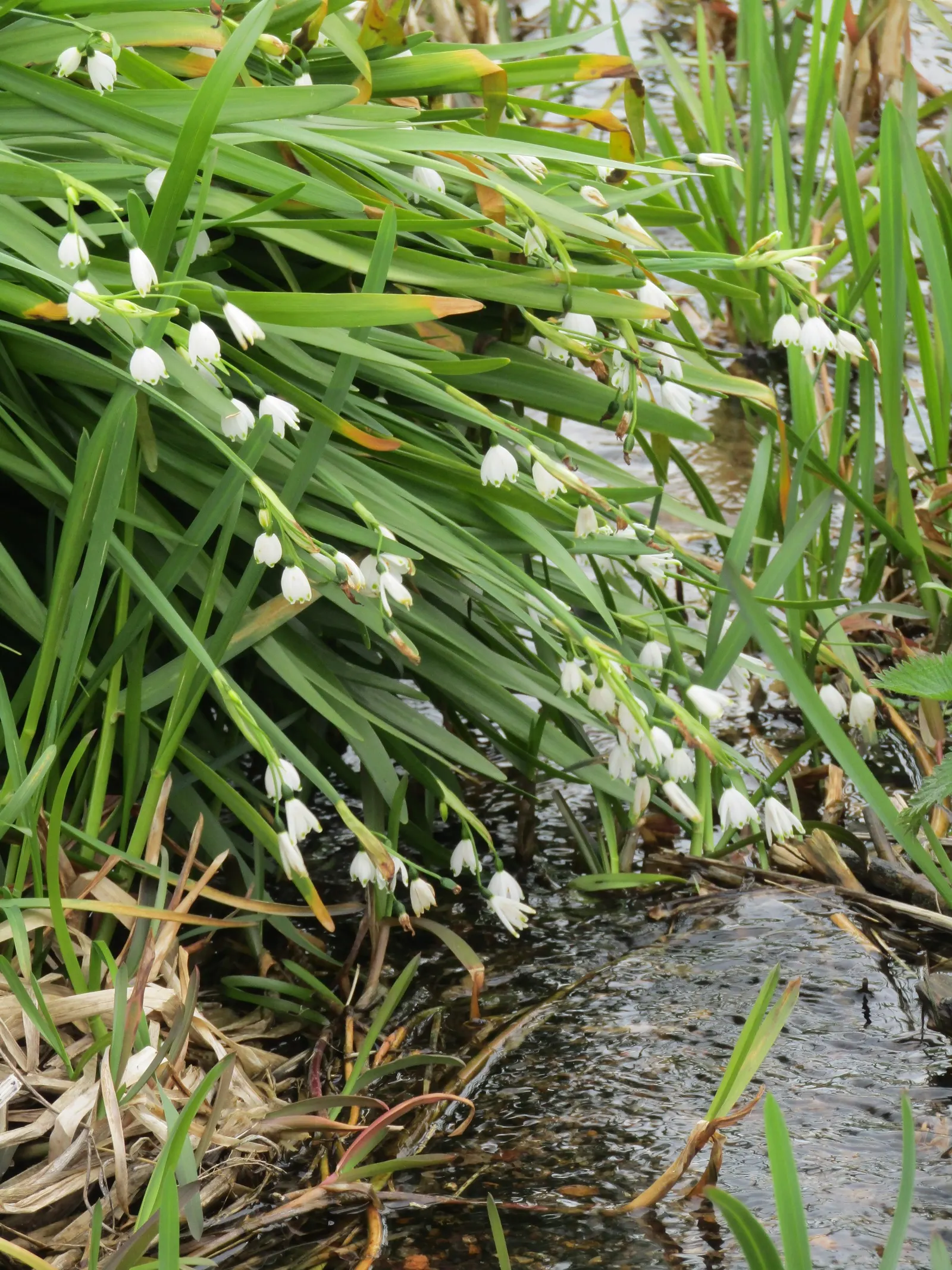 Snowflake Lilly (Leucojum Aestivum) — consists of six tepals adorned with green or yellowish spots at their tips; ideal for borders, waterside, image 68